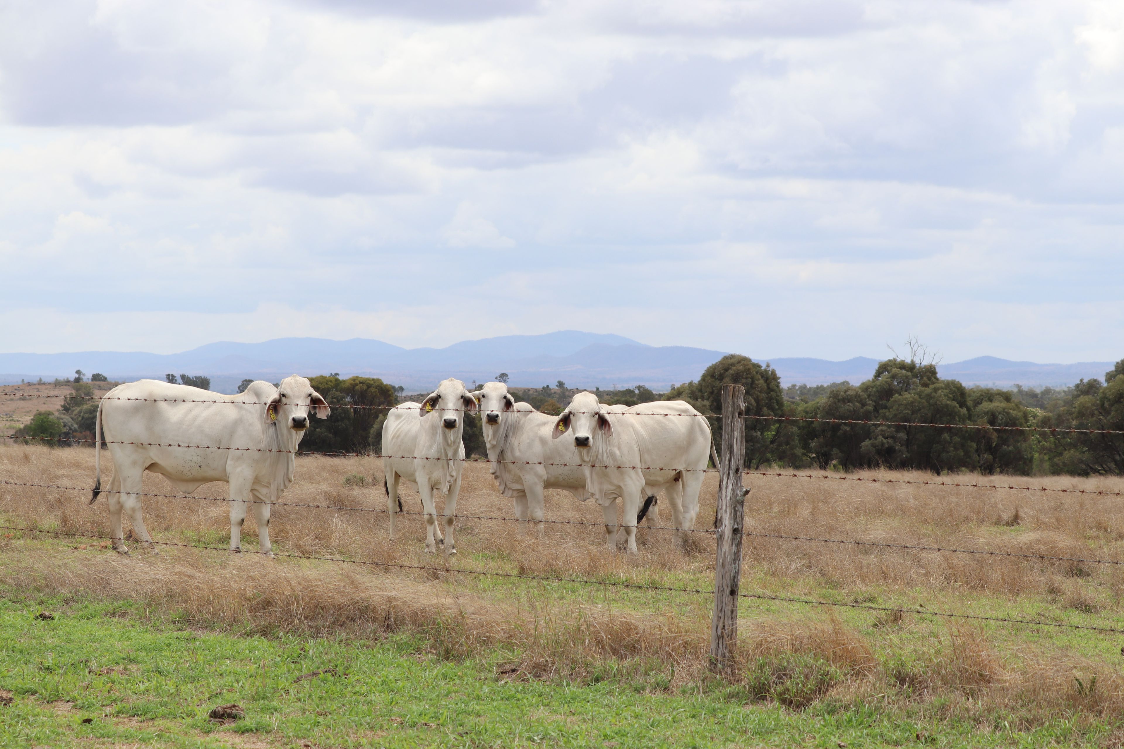 "Penlyn Hills" 811 Lowries Road — photo from Ray White Rural Gracemere