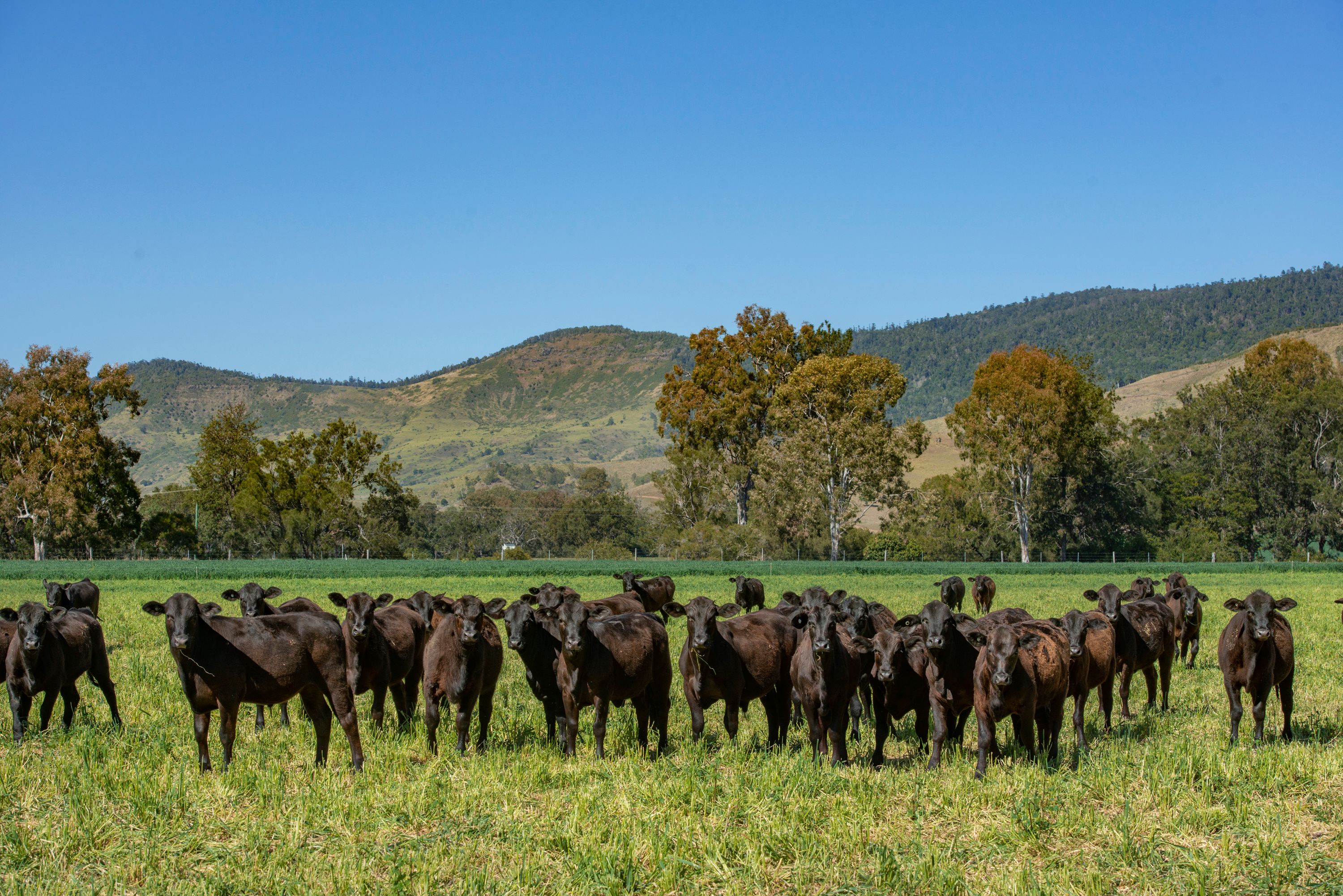 "Glenapp" 1179 Running Creek Road, Running Creek, QLD 4287 Sold