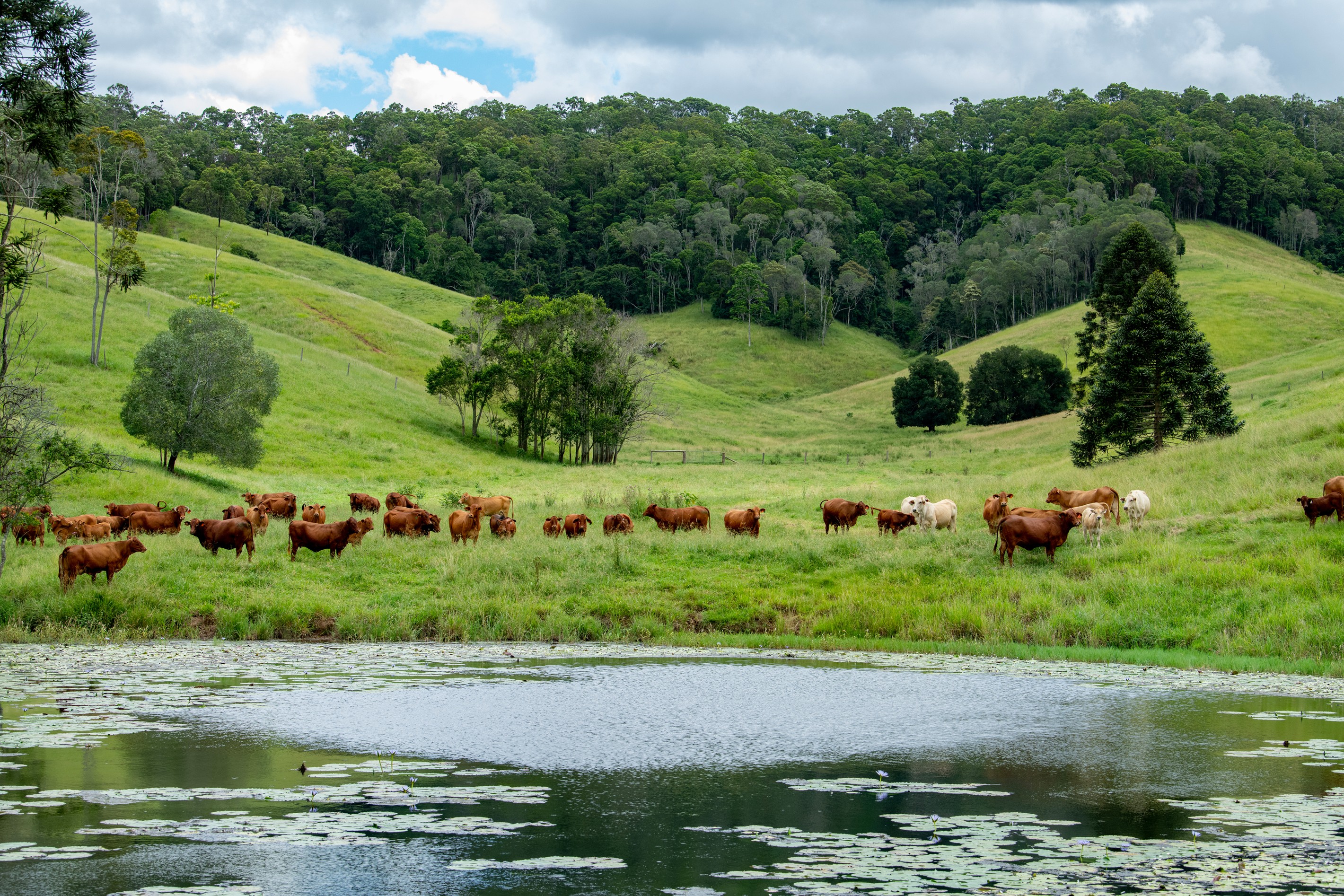 136 Barsby Road, Imbil, QLD 4570