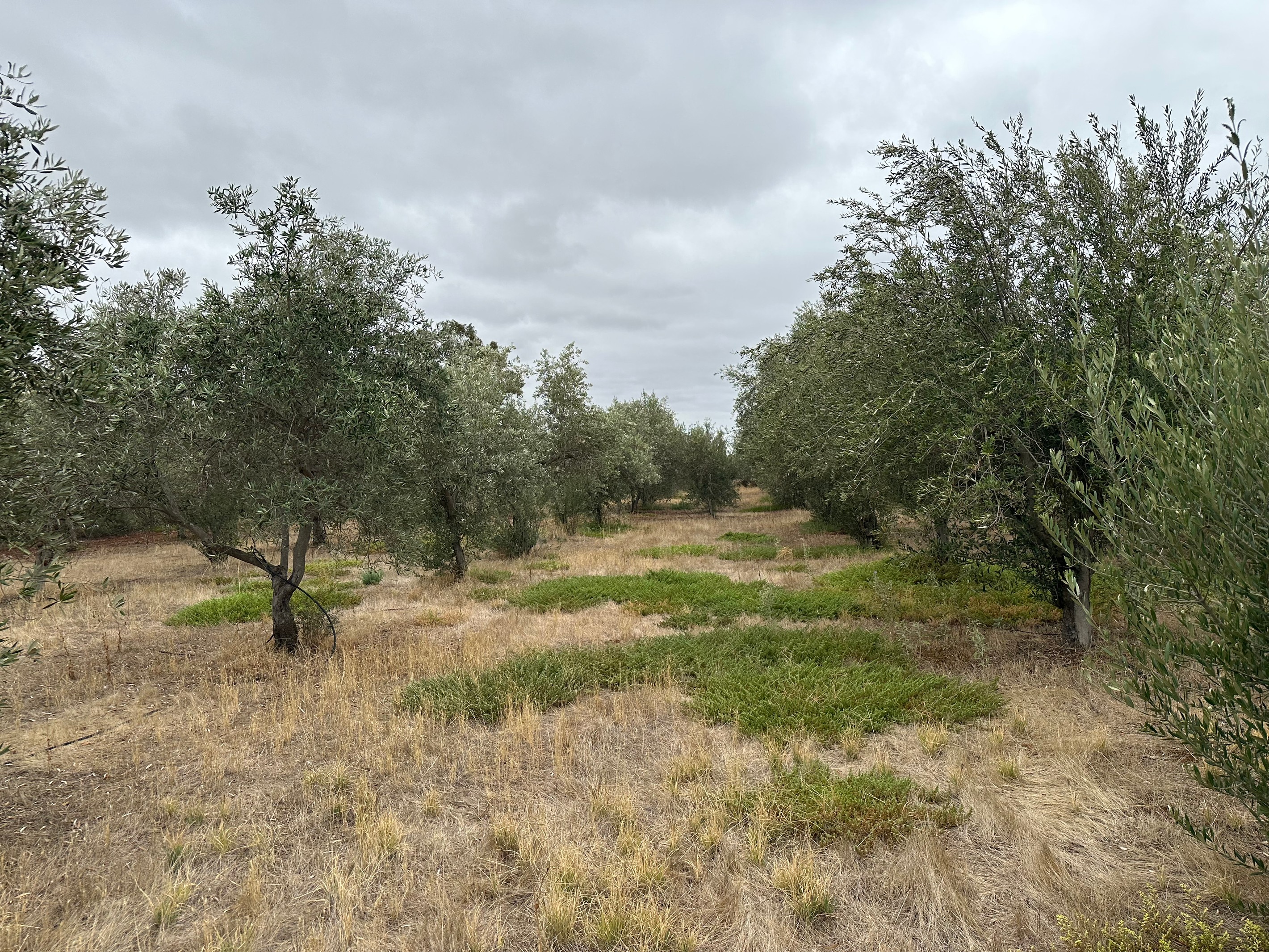 Lot 24 Wyatt Road, Direk, SA 5110