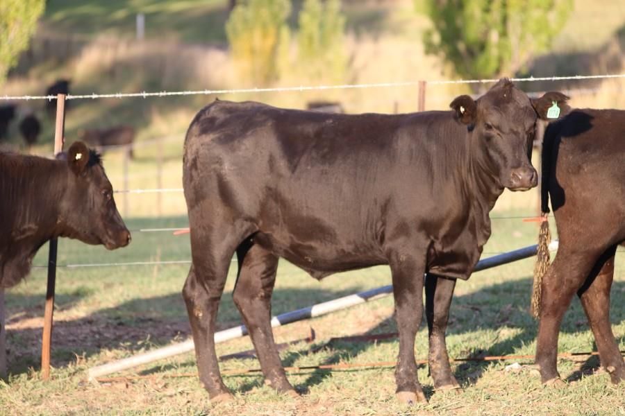 Glen Innes, NSW 2370 Sold Cattle Ray White Rural and Livestock