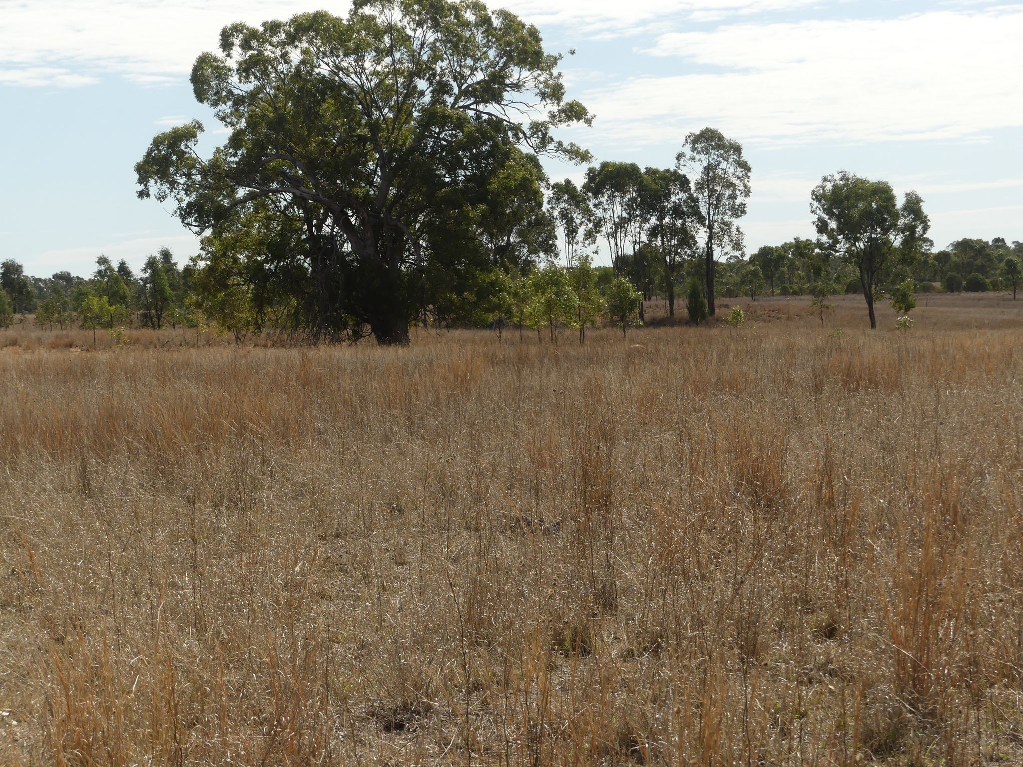 'BROOKFIELD' Carrington Road, Roma, QLD 4455