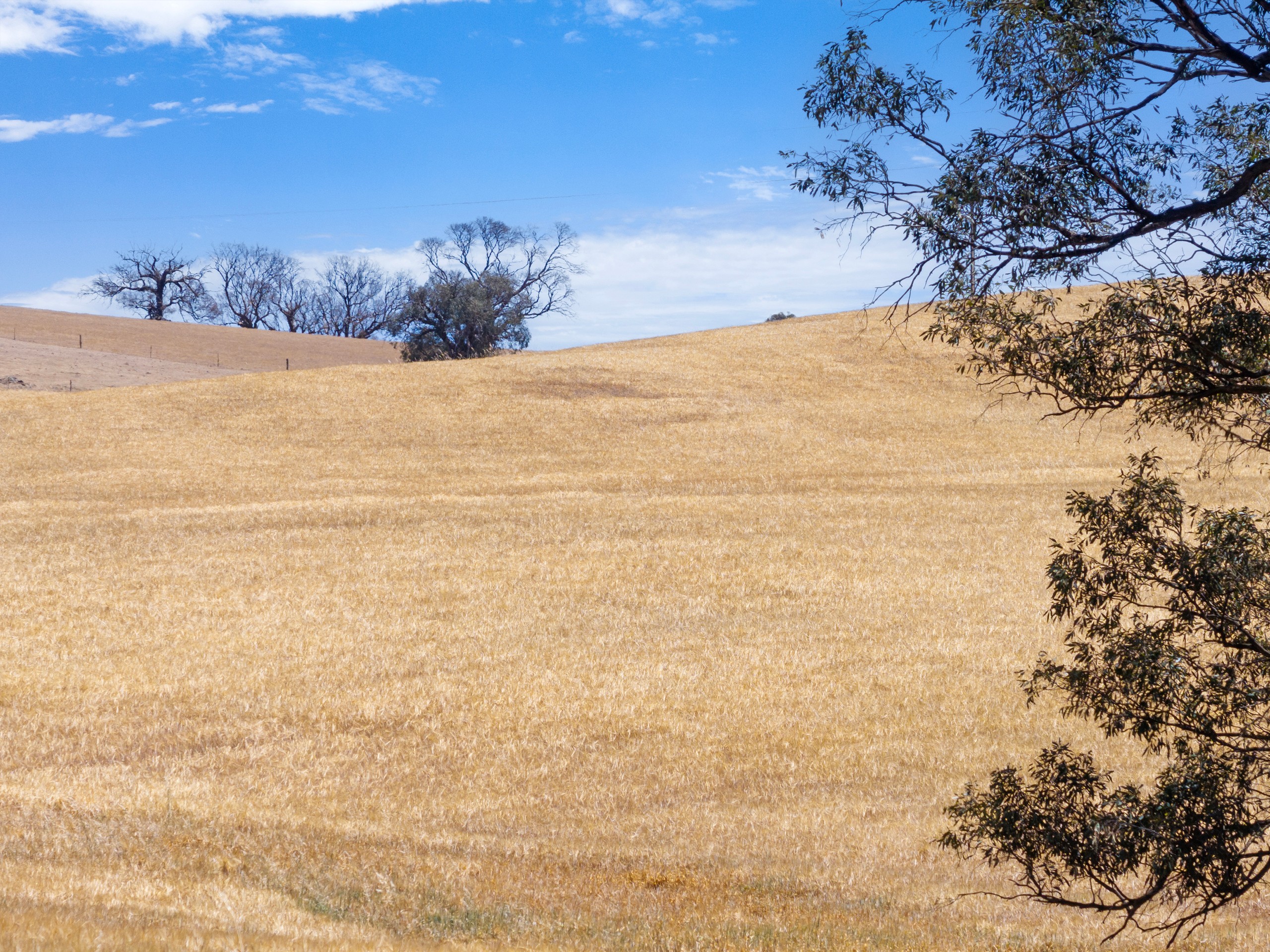 Lot 90 Tarlee Road, Kapunda, SA 5373