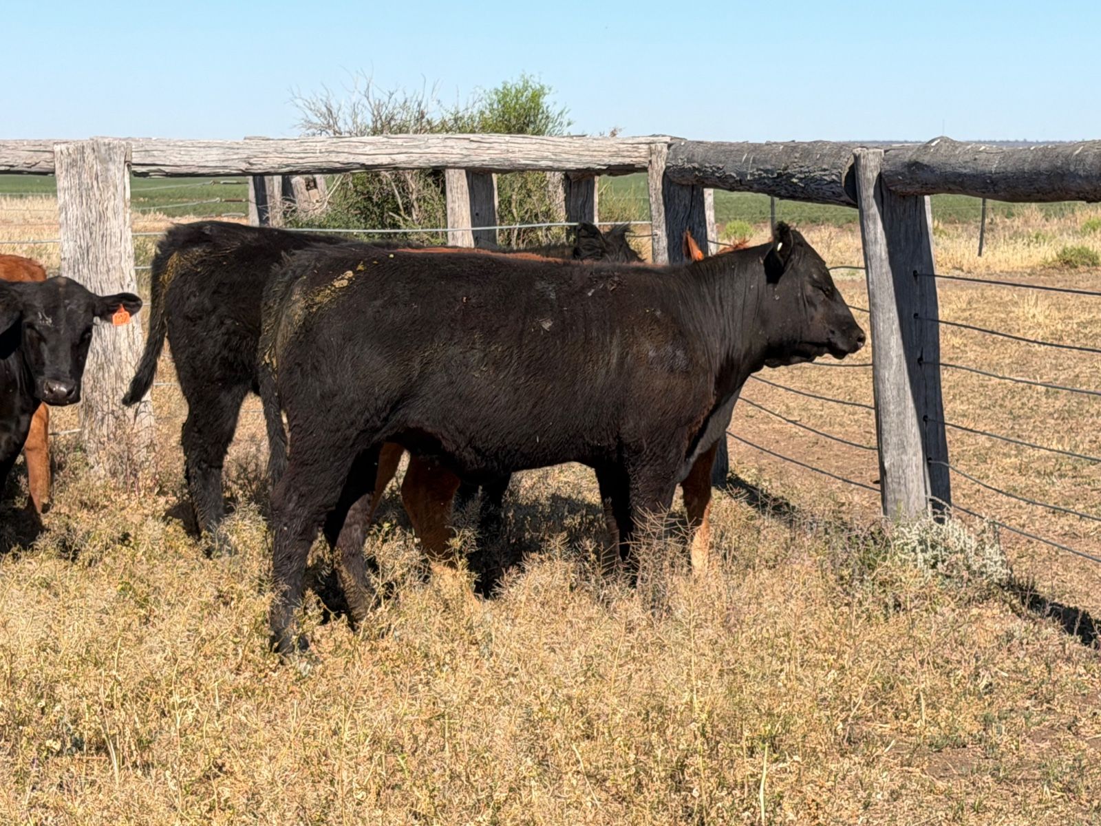 Tara, QLD 4421