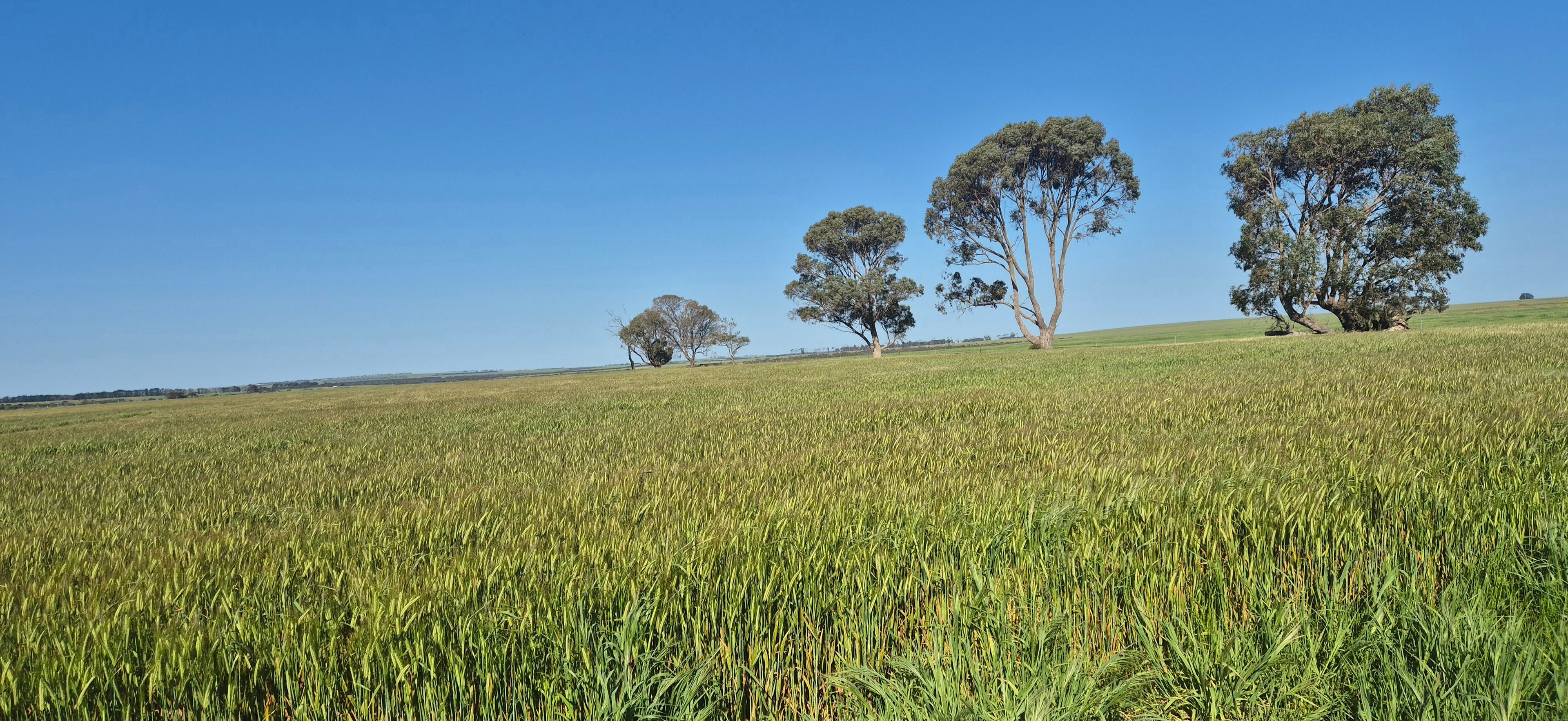 Ratio Downs, Degrussa Road, Gibson, WA 6448