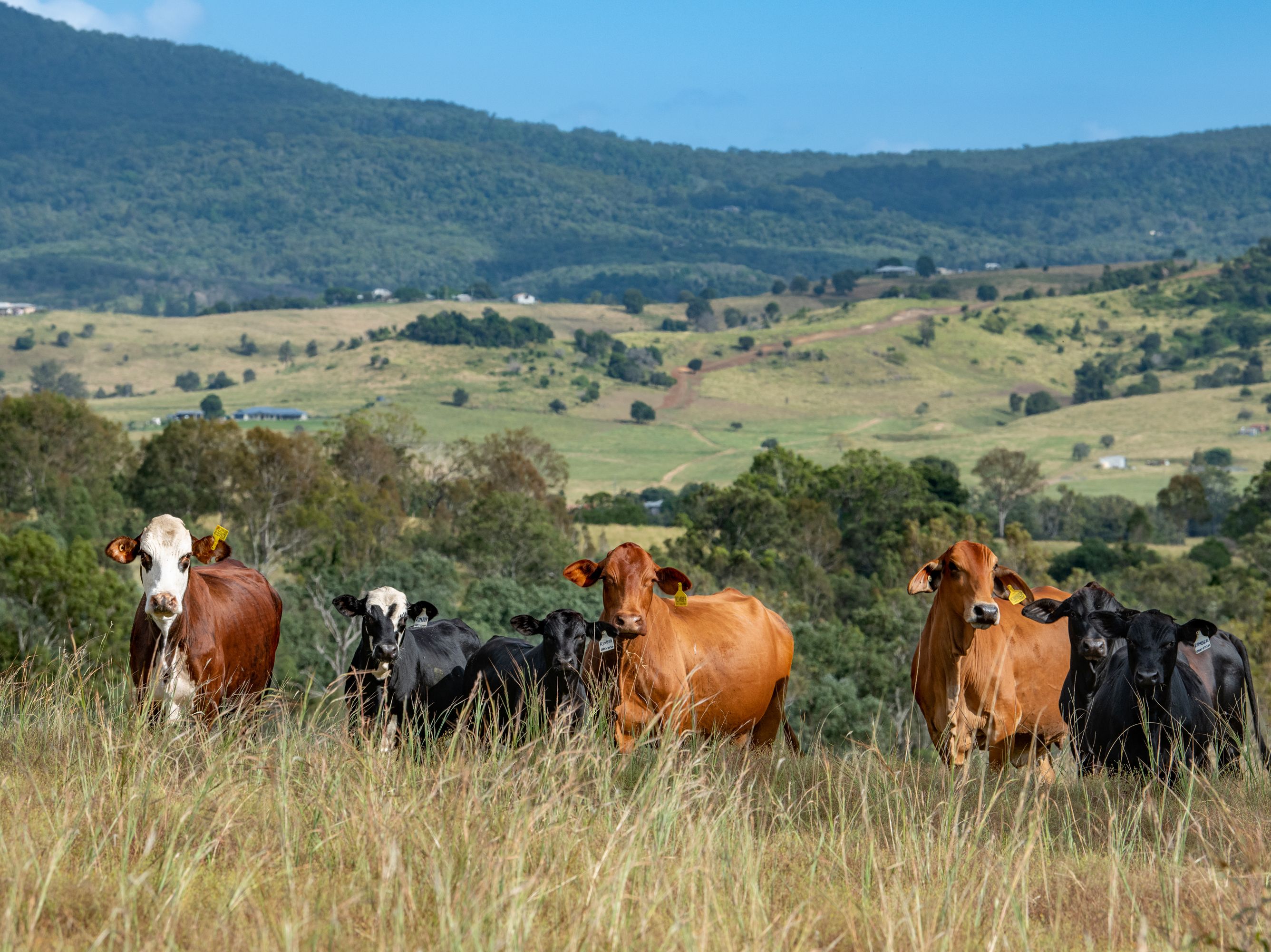 194 Bunburra Road, Bunburra, QLD 4310 Sold Rural Lifestyle Property