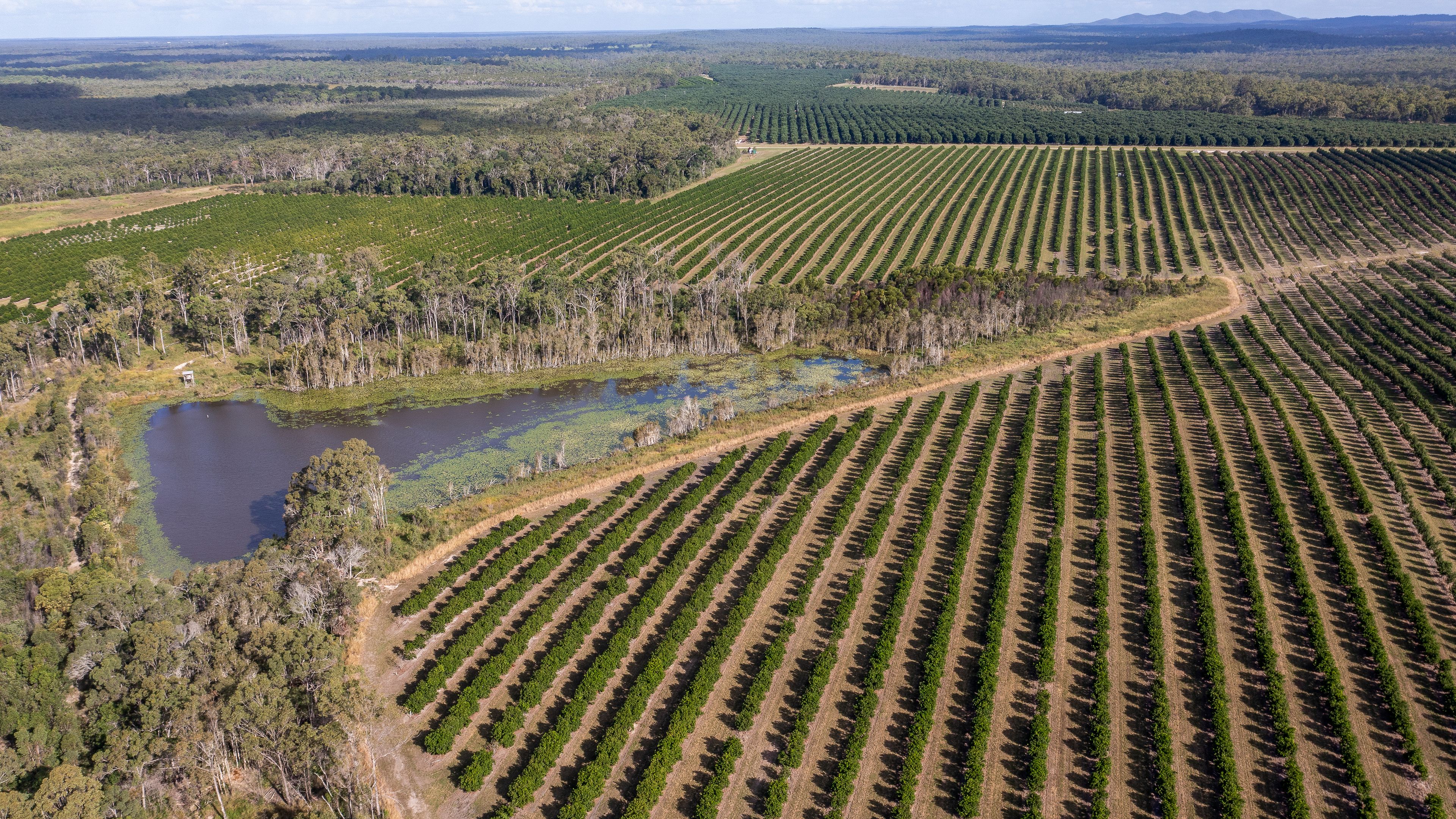 239 North Littabella Road, Mullett Creek, QLD 4670 Commercial Farming