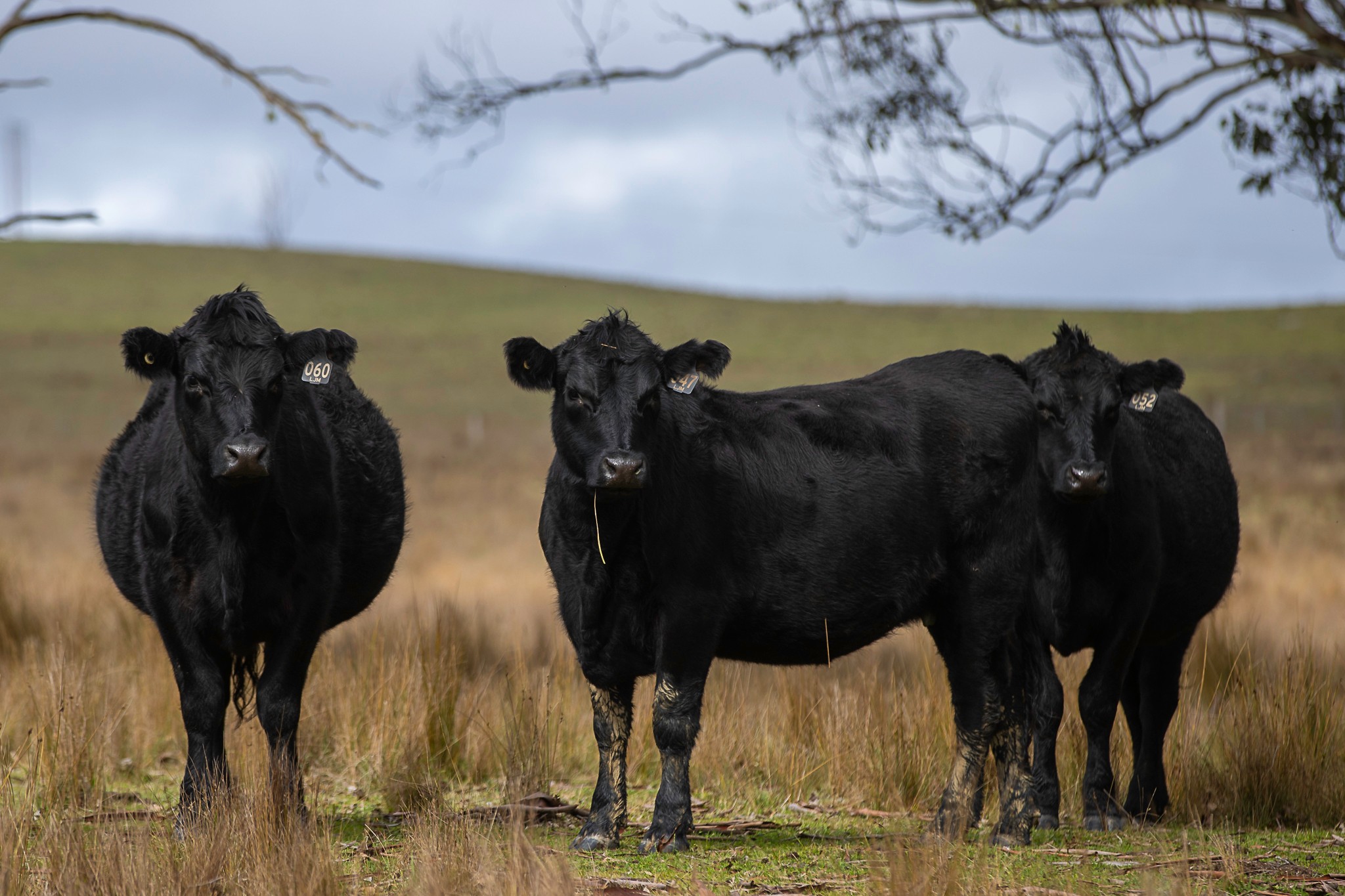 "Camena" 12921 Kempsey Road, Armidale, NSW 2350