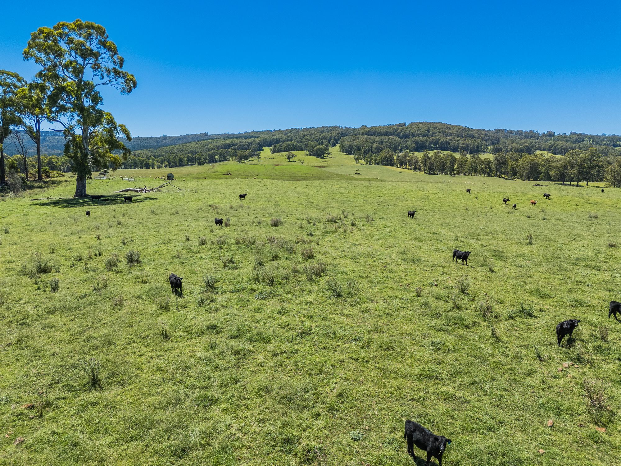 4590 Brackendale Road, Nowendoc, NSW 2354 Sold Rural Mixed Farming