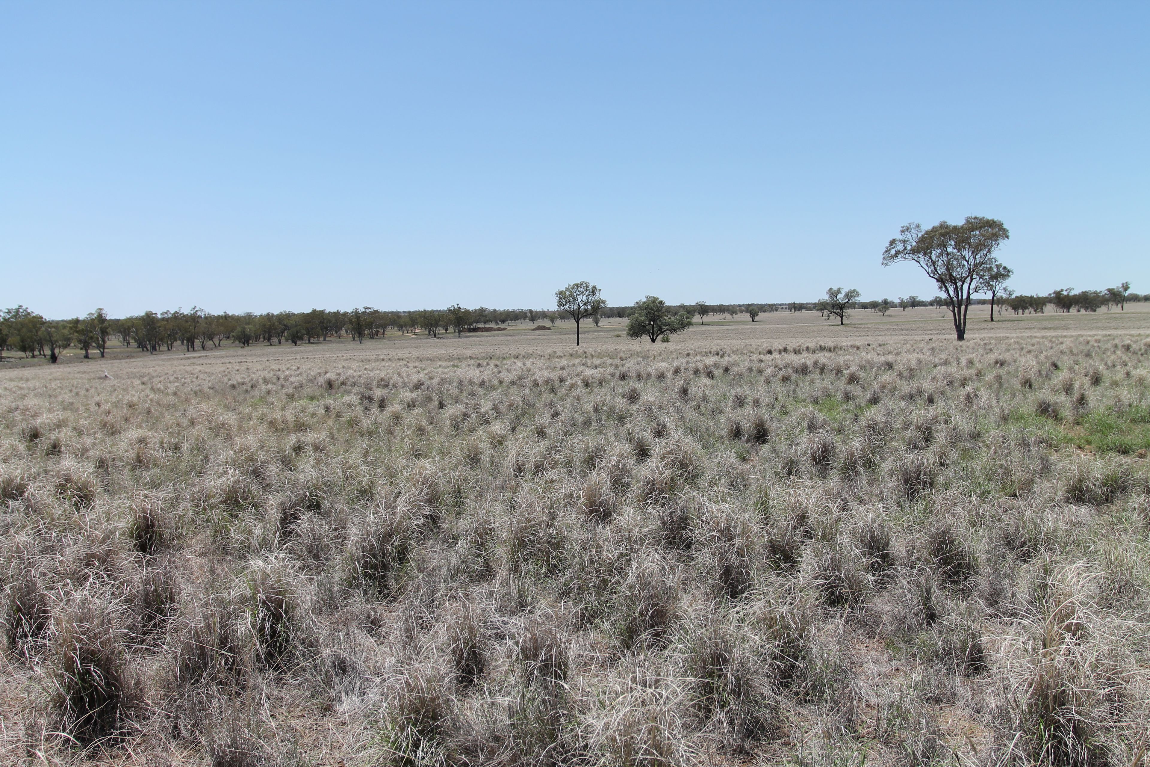 "Miramar" Surat, QLD 4417 Sold Rural Mixed Farming Property Ray
