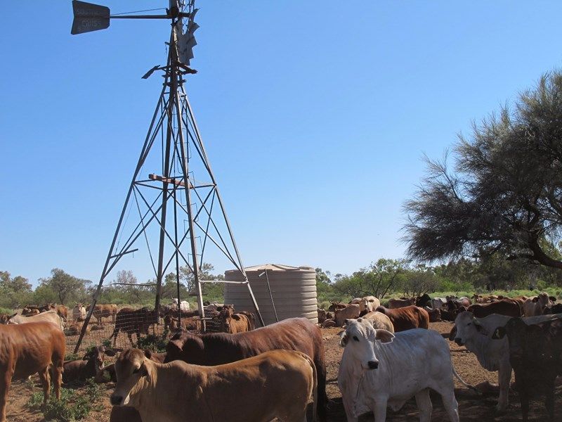 Mooloo Downs, MullewaCarnarvon Road, Gascoyne Junction, WA 6705