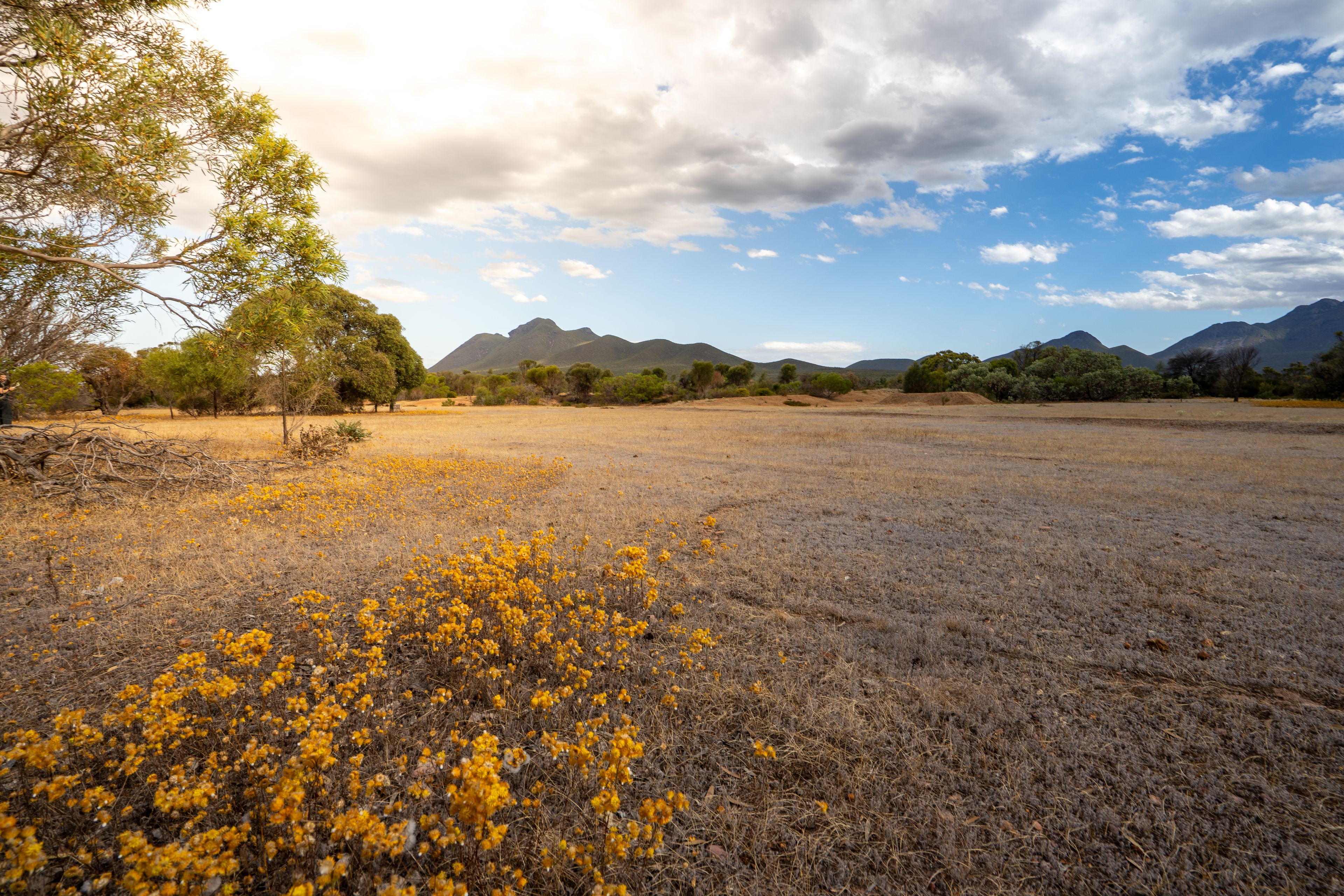Ray White Rural (WA)