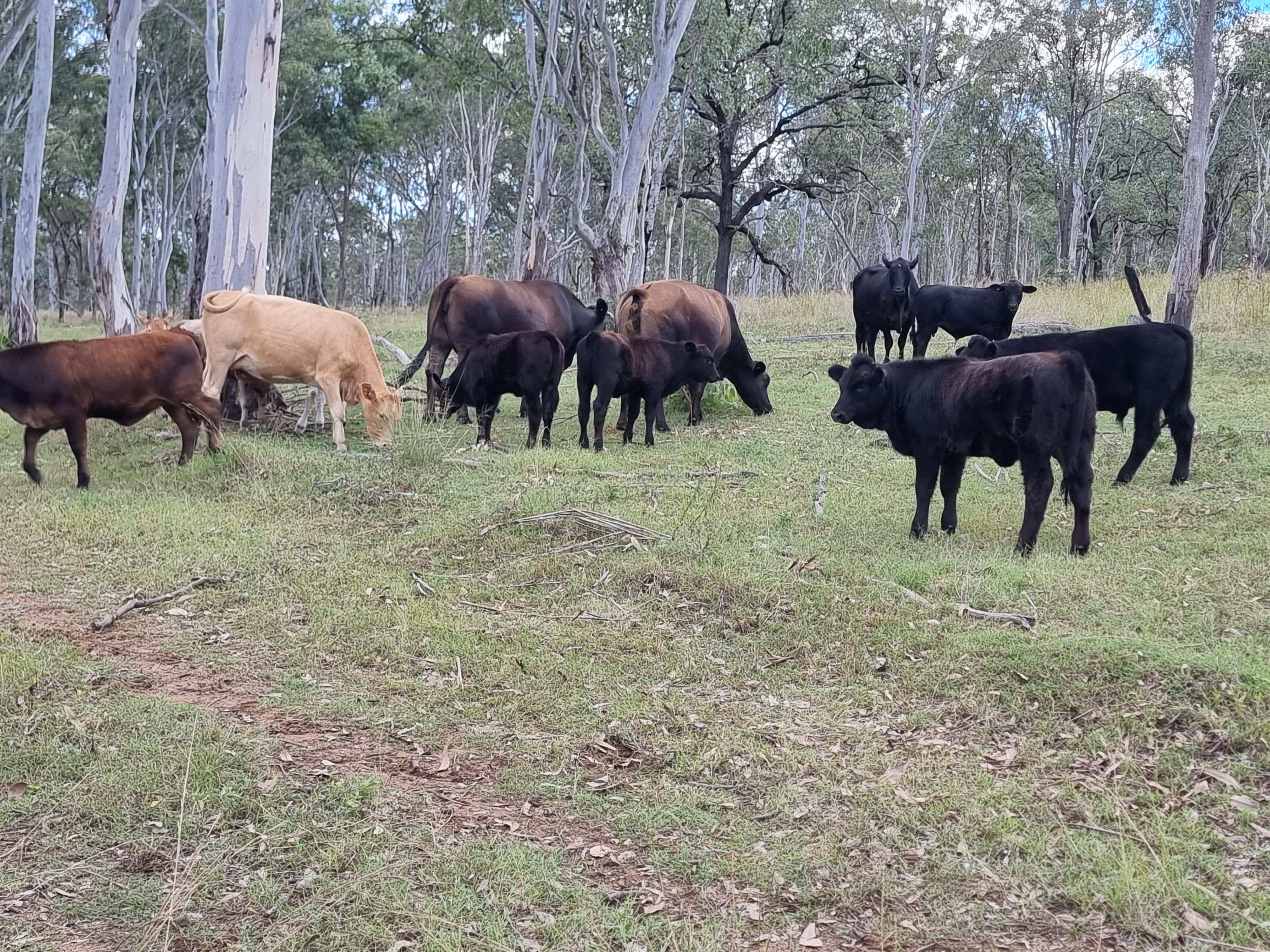 'Meyhar' Ten Chain Road, Melrose, Proston, QLD 4613 Rural Property