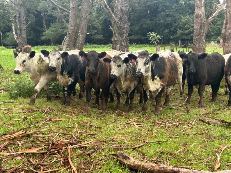 MA & ML Kellett, Deer Vale, NSW 2453