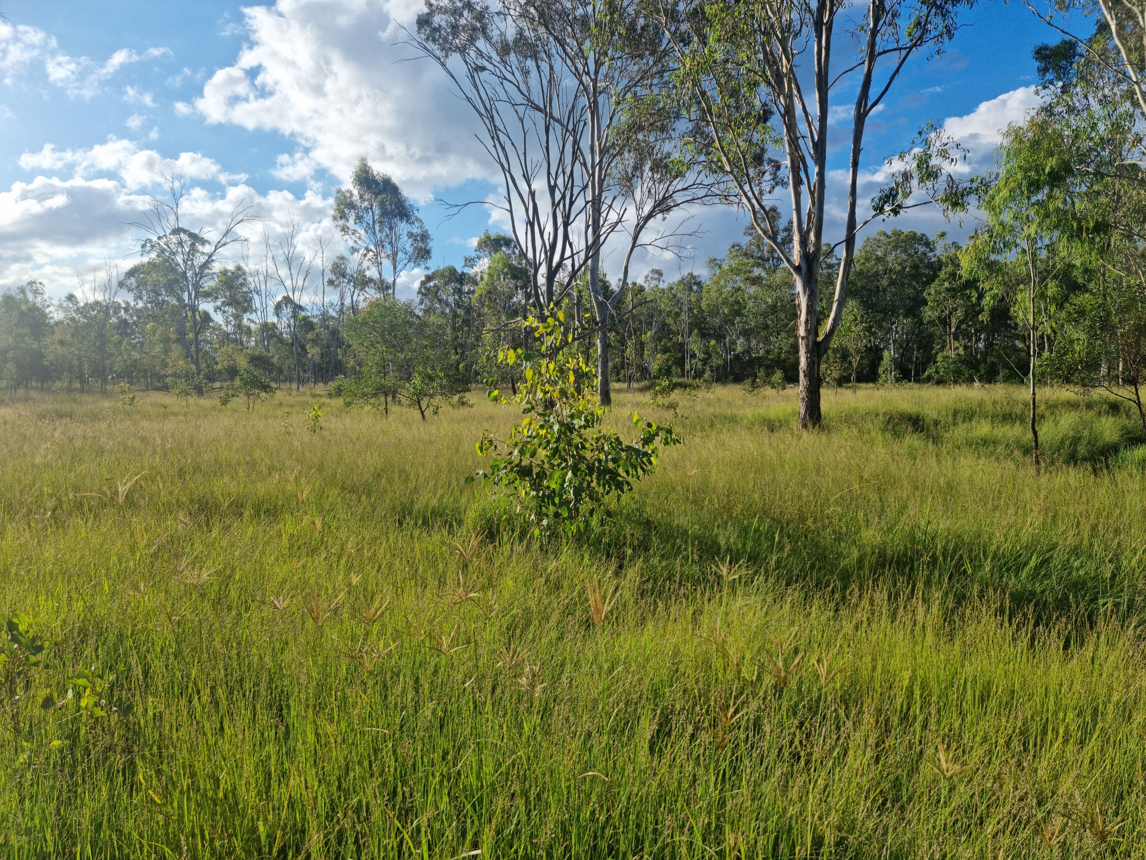 "Another Great Sale by Ian Newson Ray White Mundubbera" 264