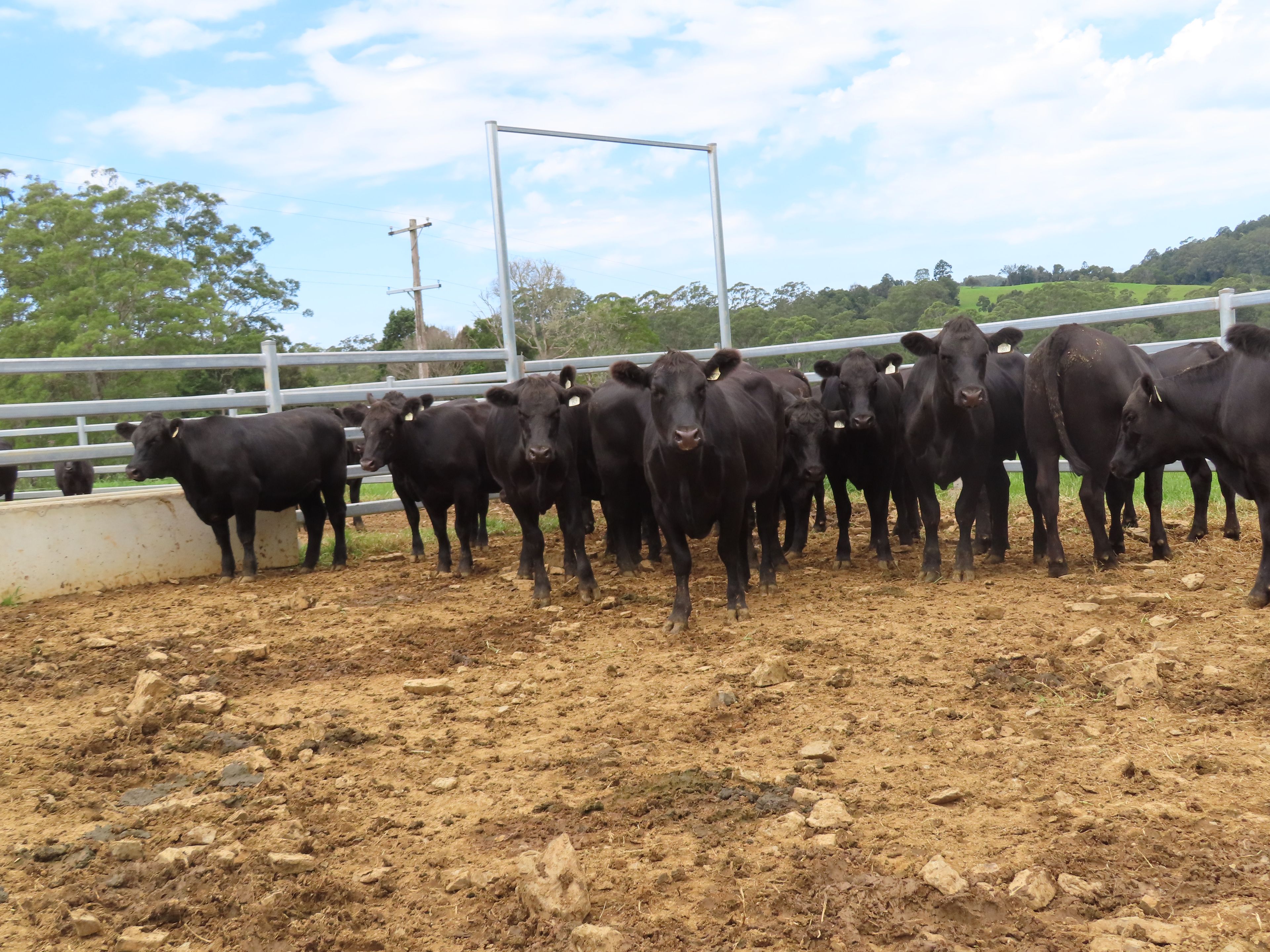 LA + KE Carter, Dorrigo, NSW 2453