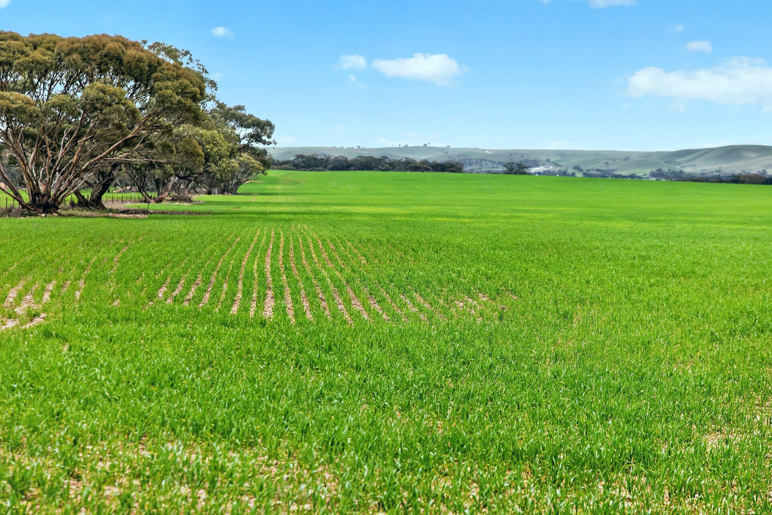 'Milde's' Keller Road — photo from Ray White Rural South Australia