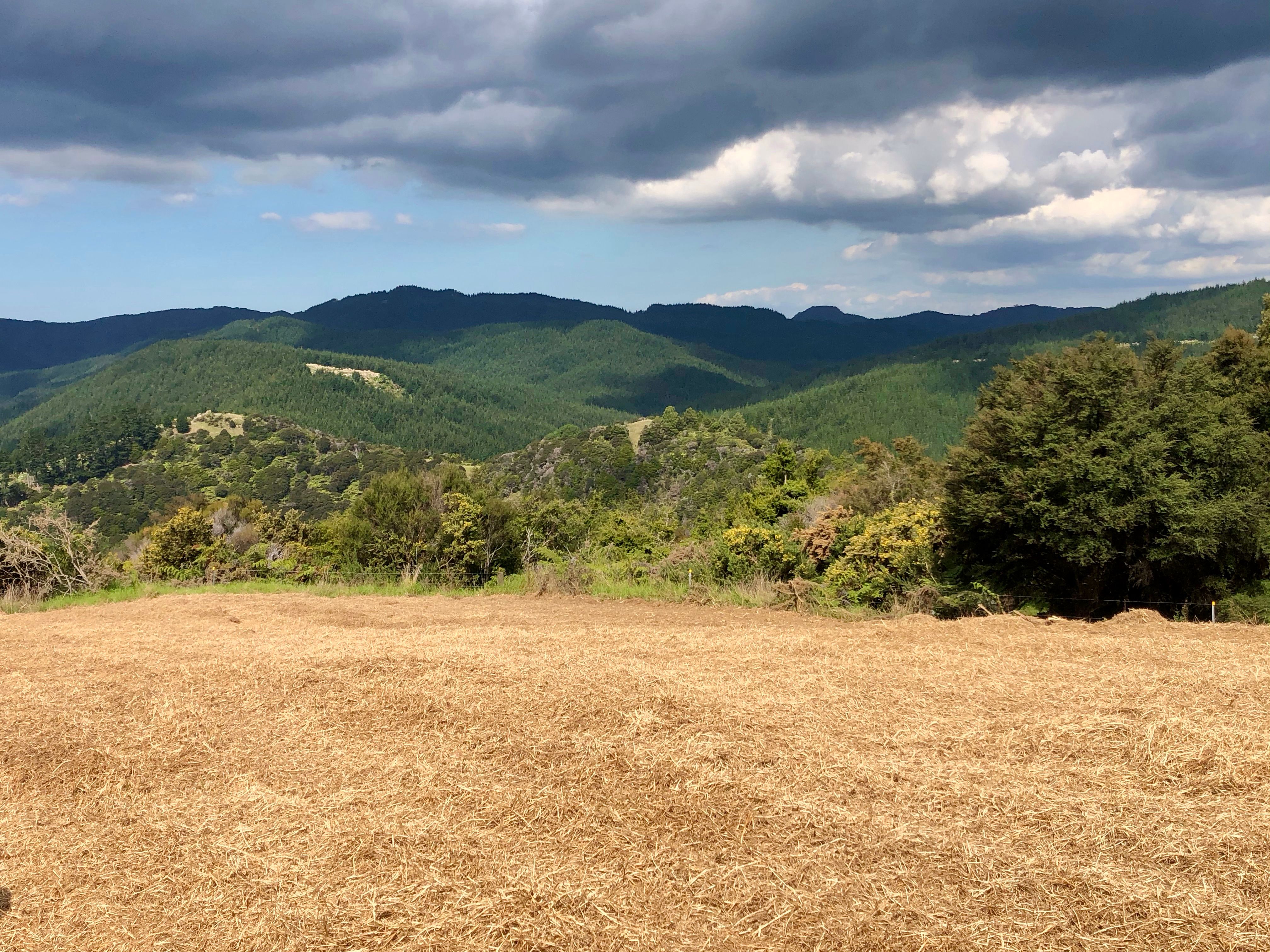 297b Wilson Road, Wellsford, Rodney 0900 Sold House Ray White Warkworth