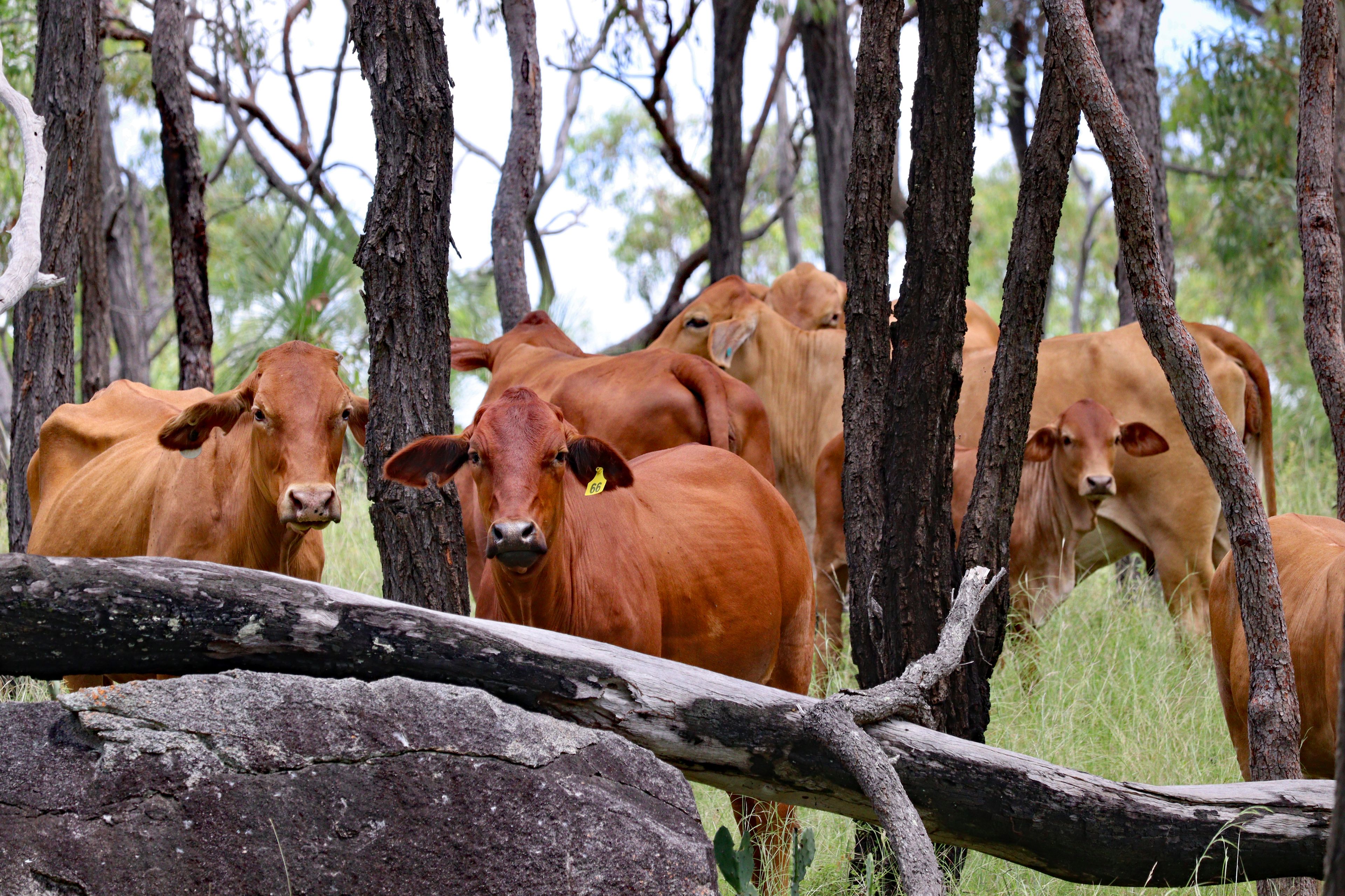 8362 Dawson Highway, Dumgree, QLD 4715