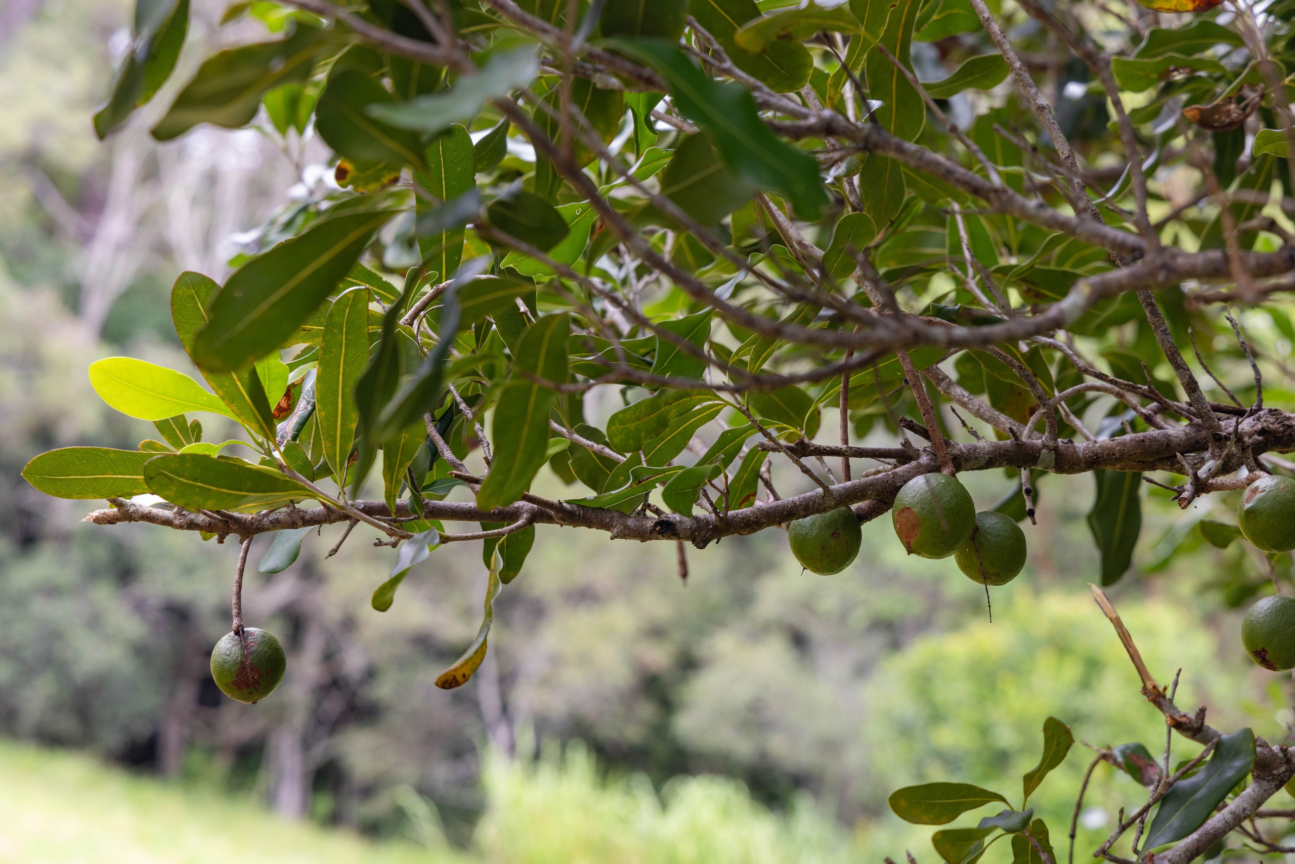 Beenaam Valley, QLD 4570