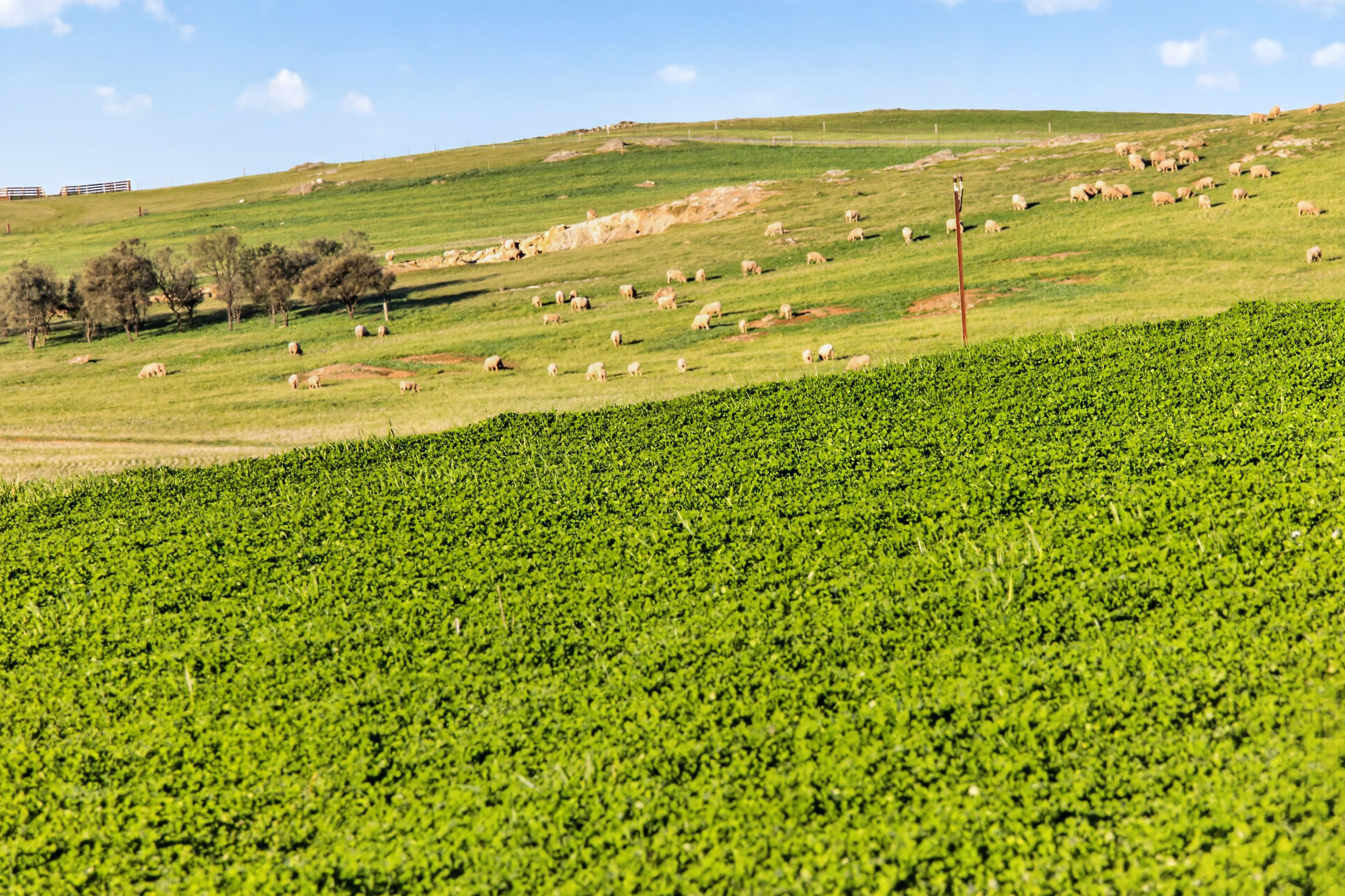 'Eudunda Hill' Thiele Highway — photo 14 of 30