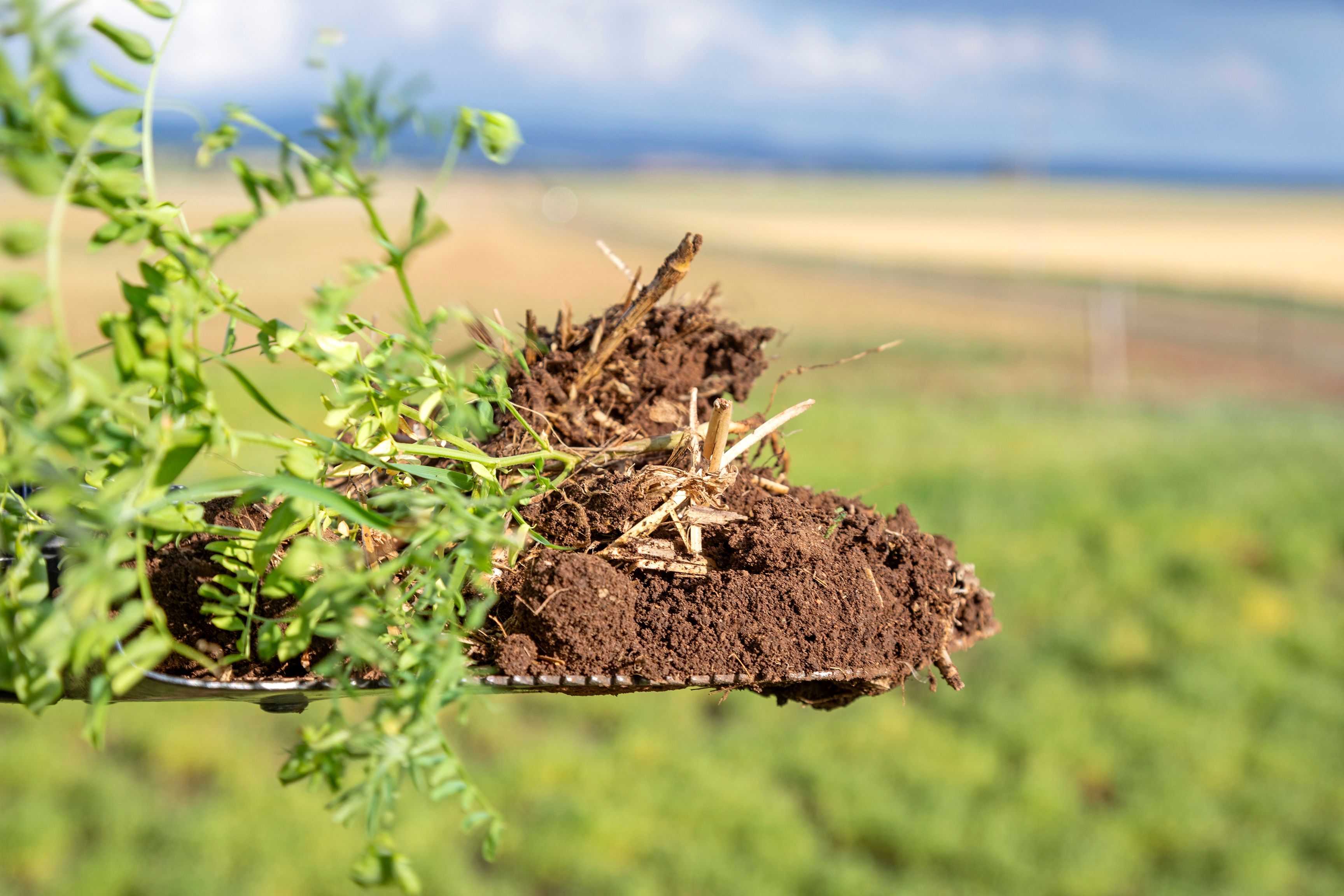 'The Block' Job Road, Freeling, SA 5372