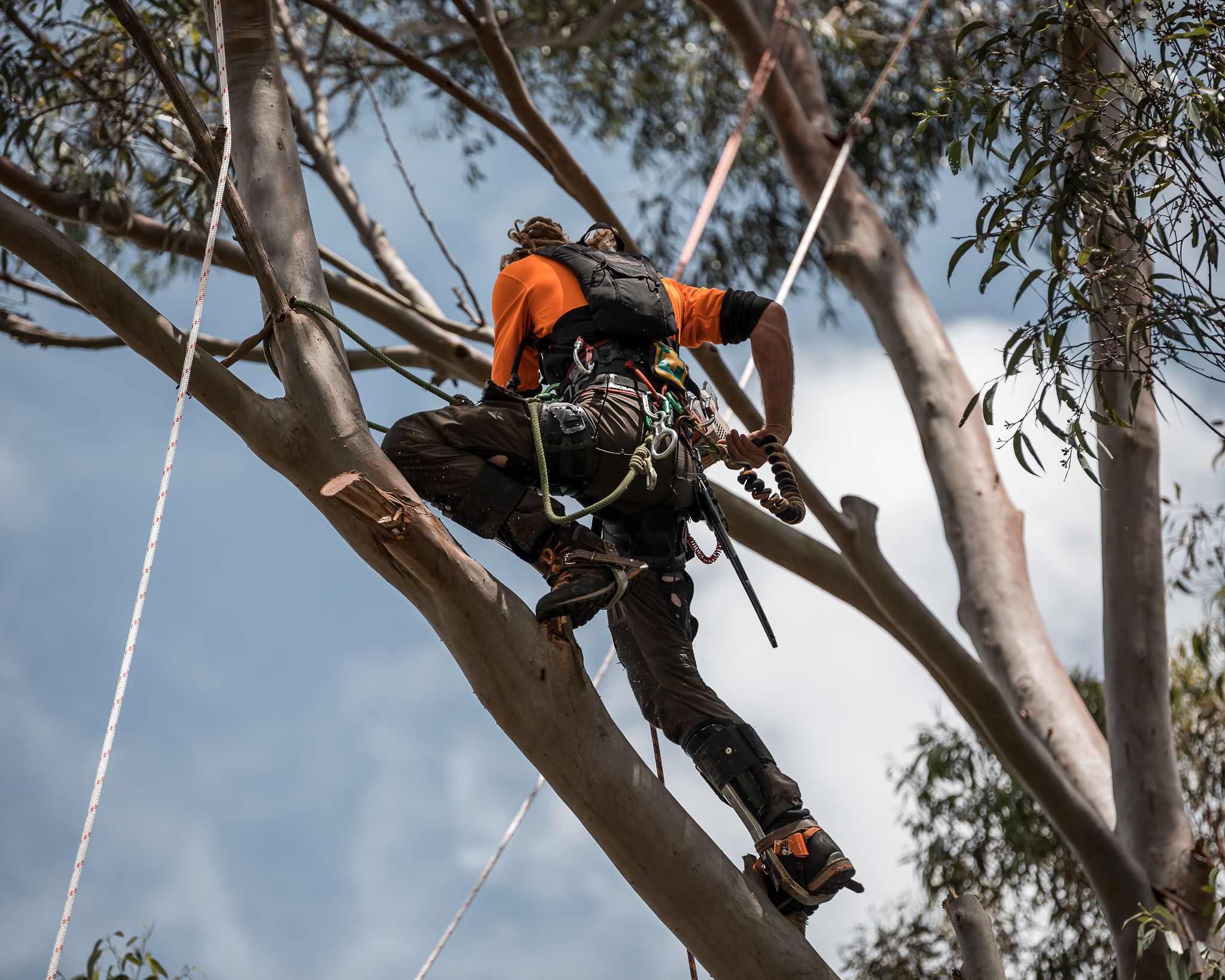 Tree Services Company, Toowoomba, QLD 4350