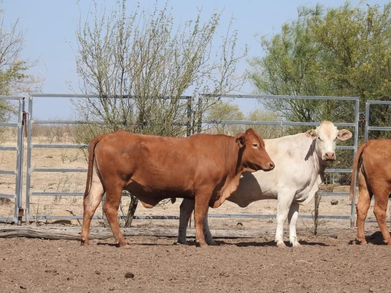 Hughenden, QLD Livestock Cattle Sold