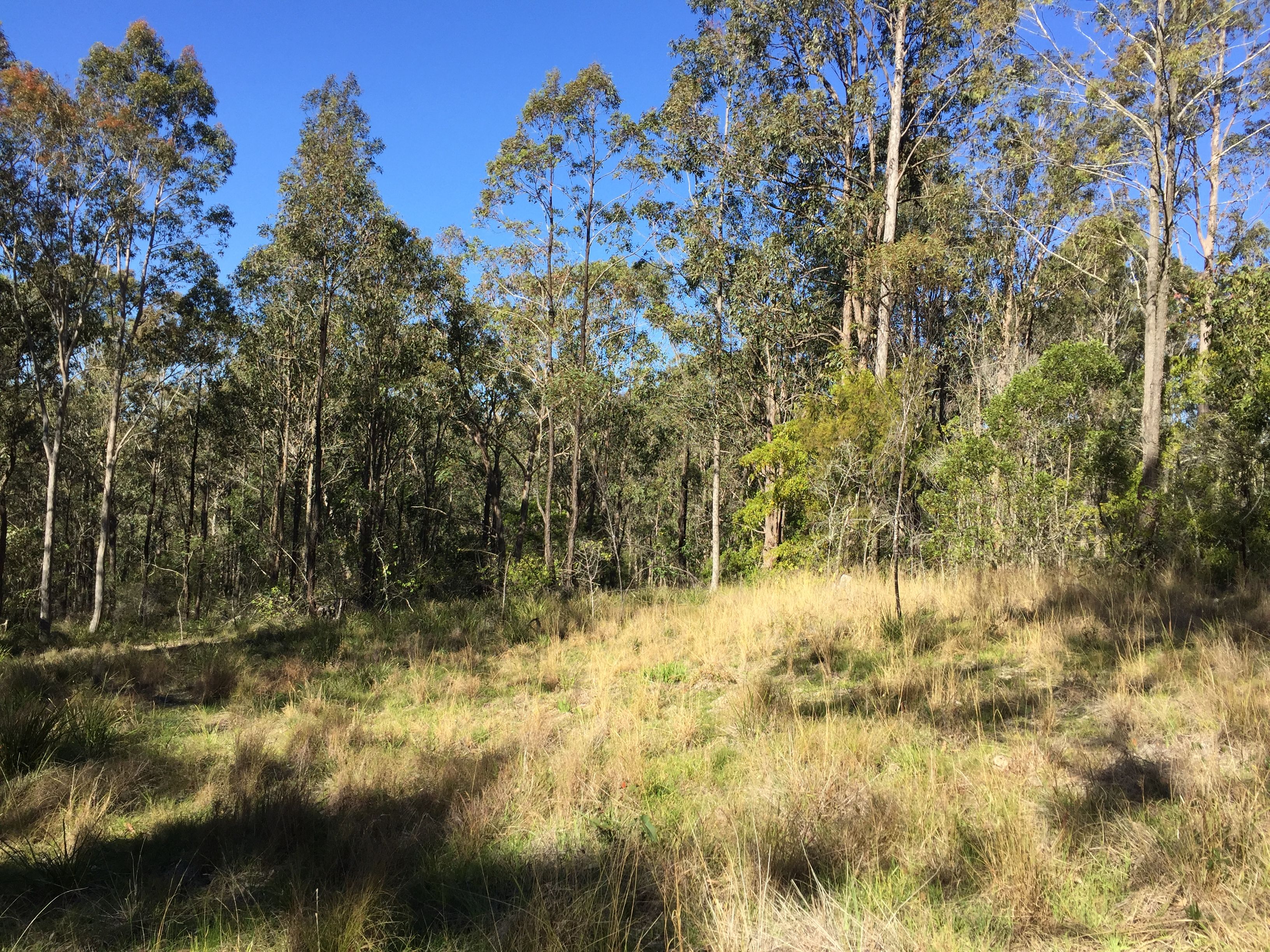 93 Glen William Road Lot 256 DP752497, Clarence Town, NSW 2321