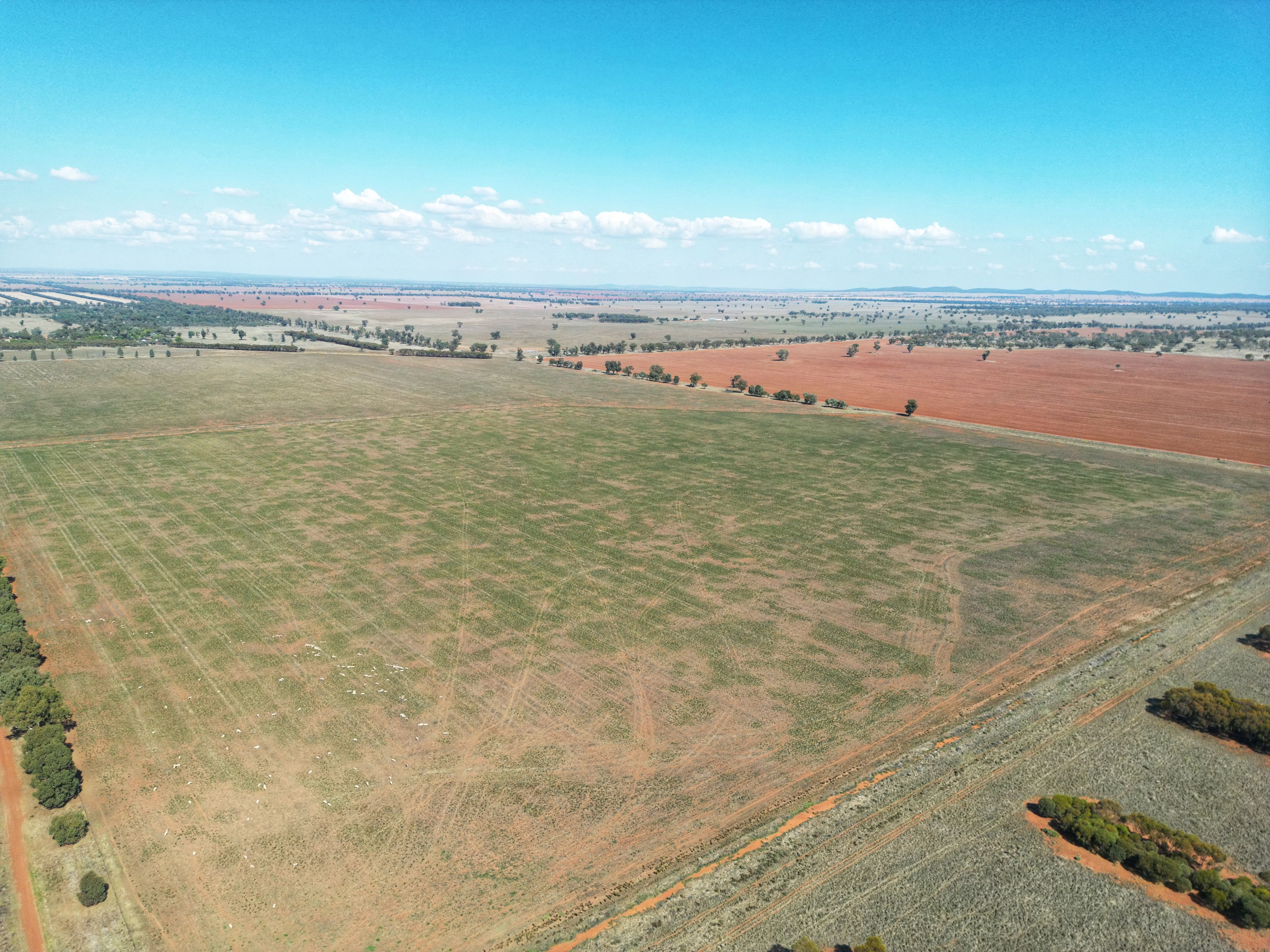 'Wallaroi West' 972 Wardry Bus Road, Condobolin, NSW 2877 Rural Cropping Property for Sale
