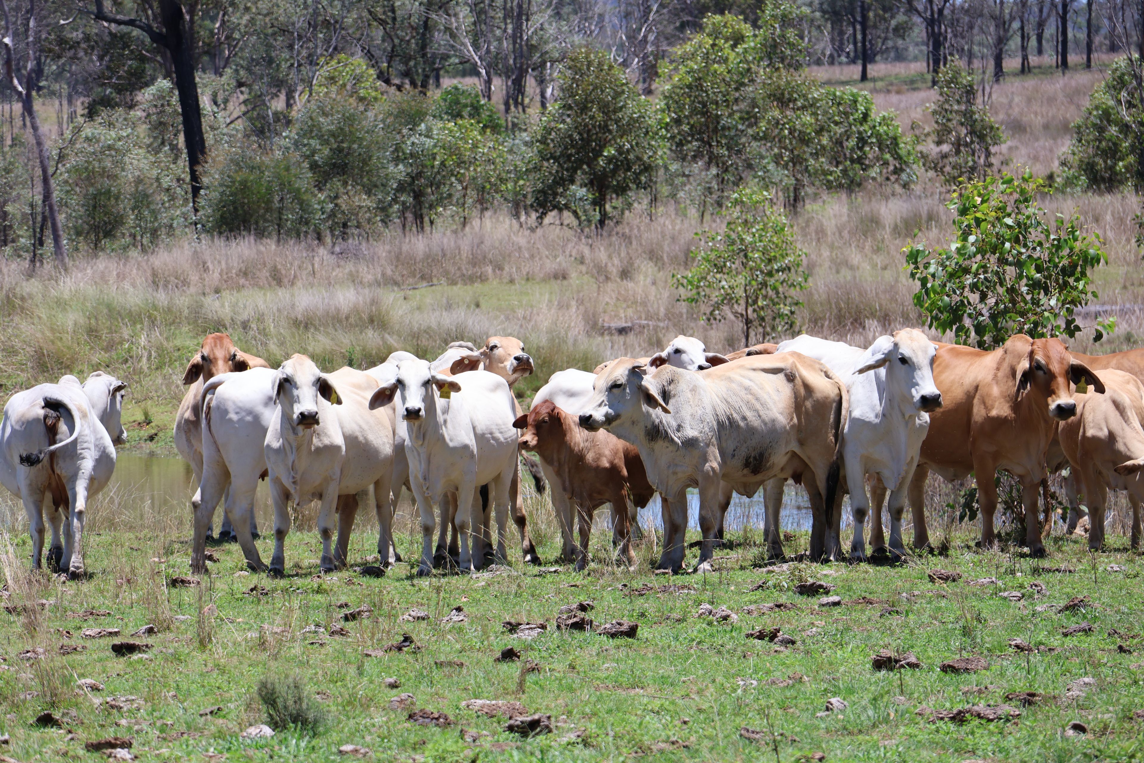 Lot 33, 34 & 35 Bilboolan Road, Mungy — photo from Ray White Mundubbera