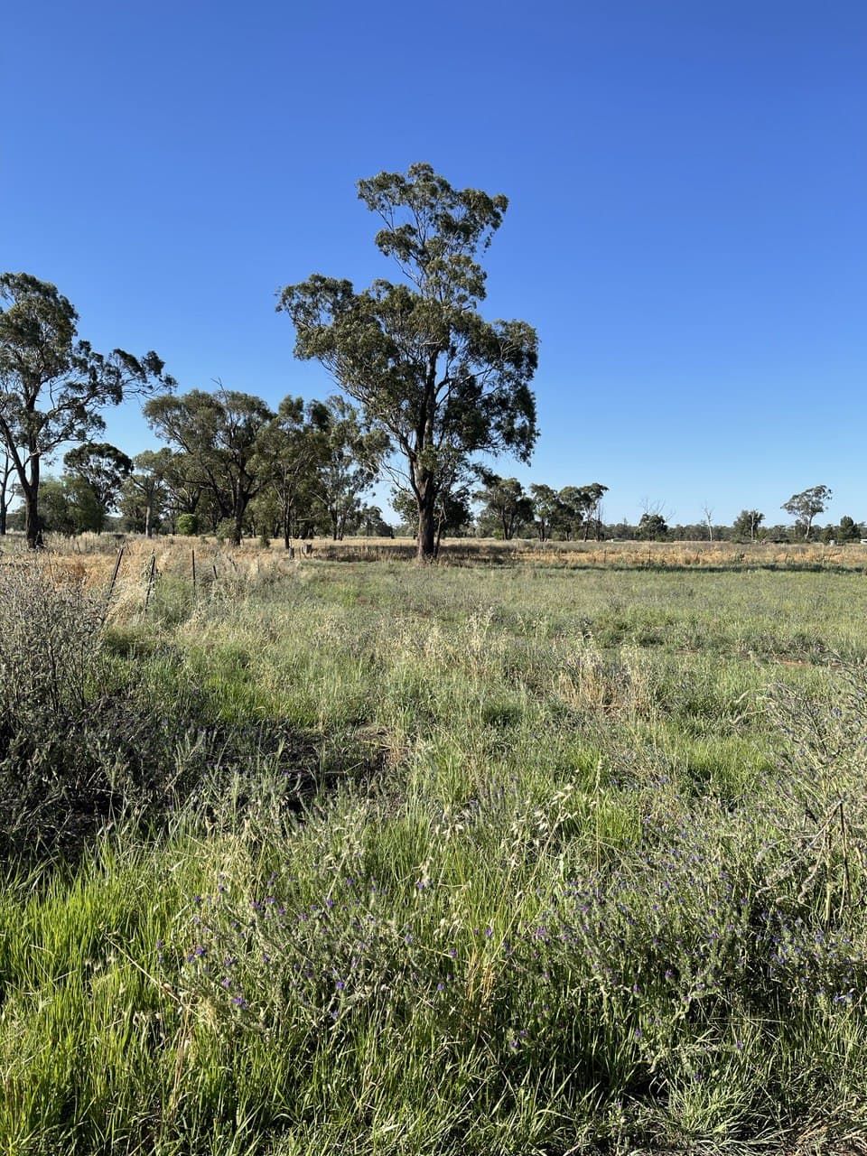 60 Bogan Street, Bogan Gate, NSW 2876