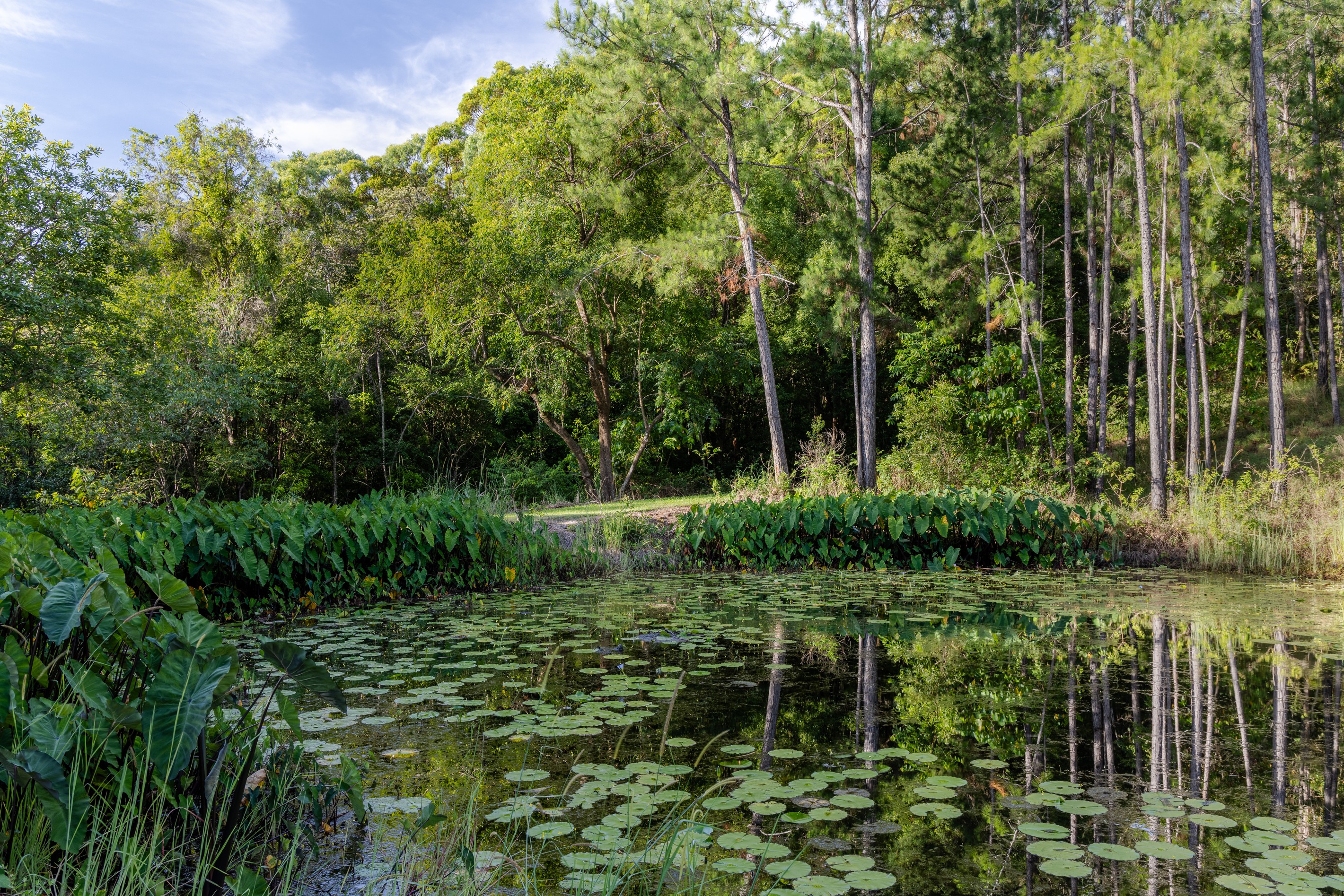 Eumundi, QLD 4562