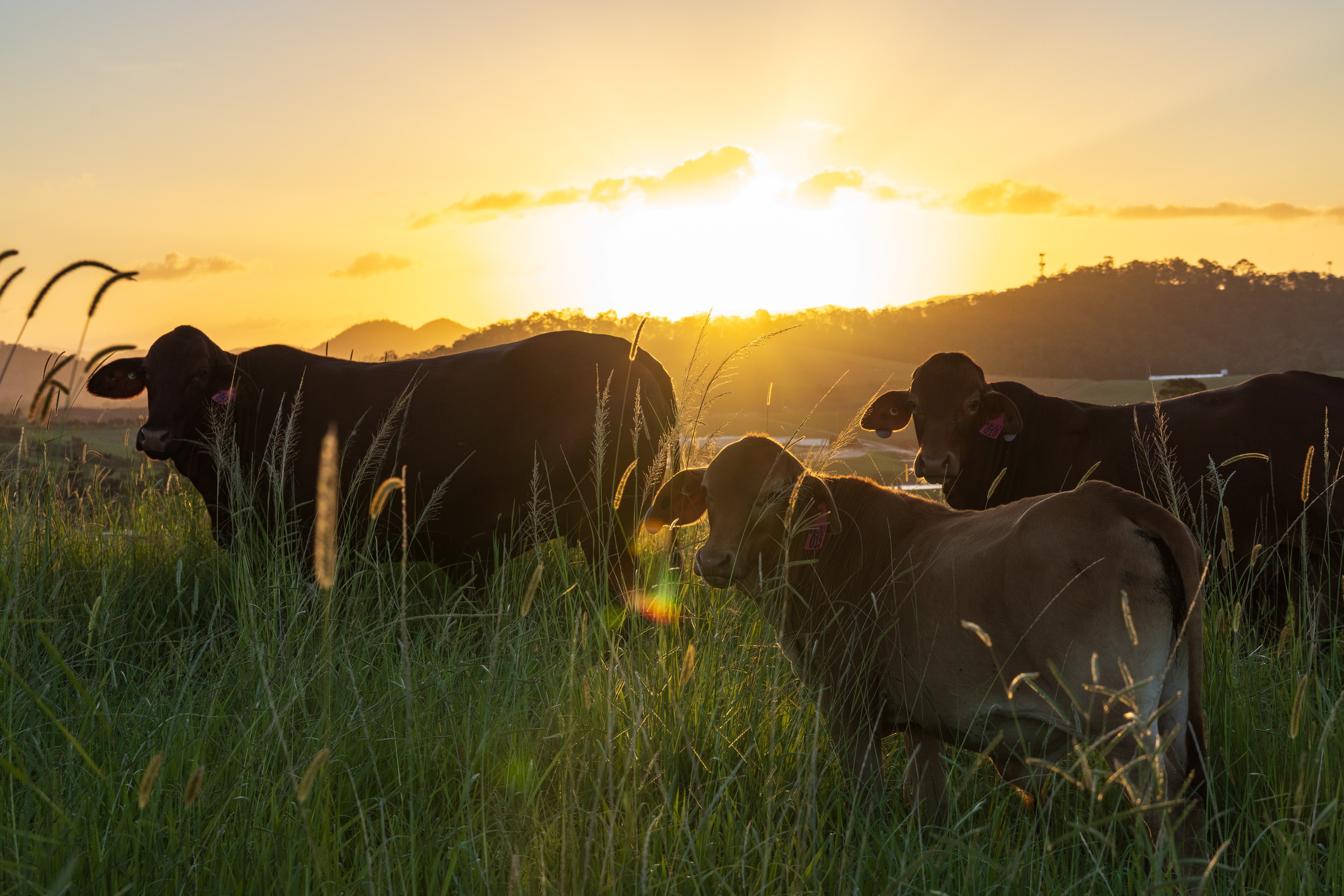 Traveston, QLD 4570
