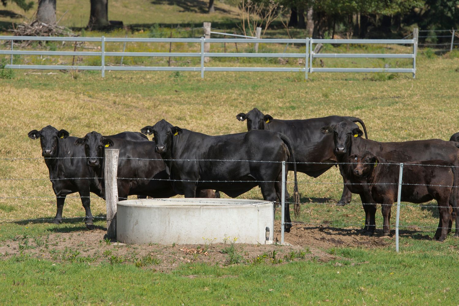 Grevillia, Grevillia, NSW 2474