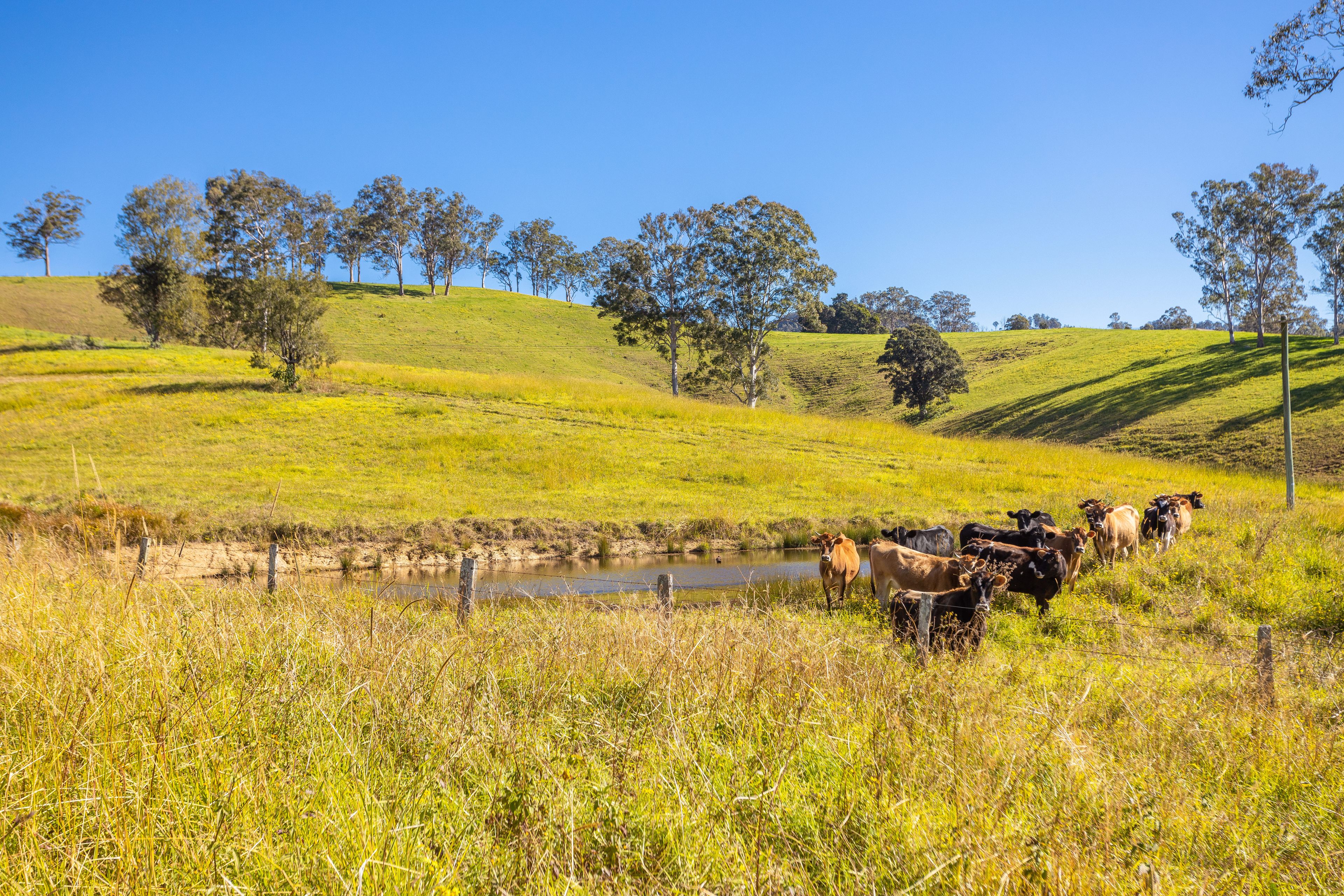 702 Wallanbah Road, Wallanbah, NSW 2422