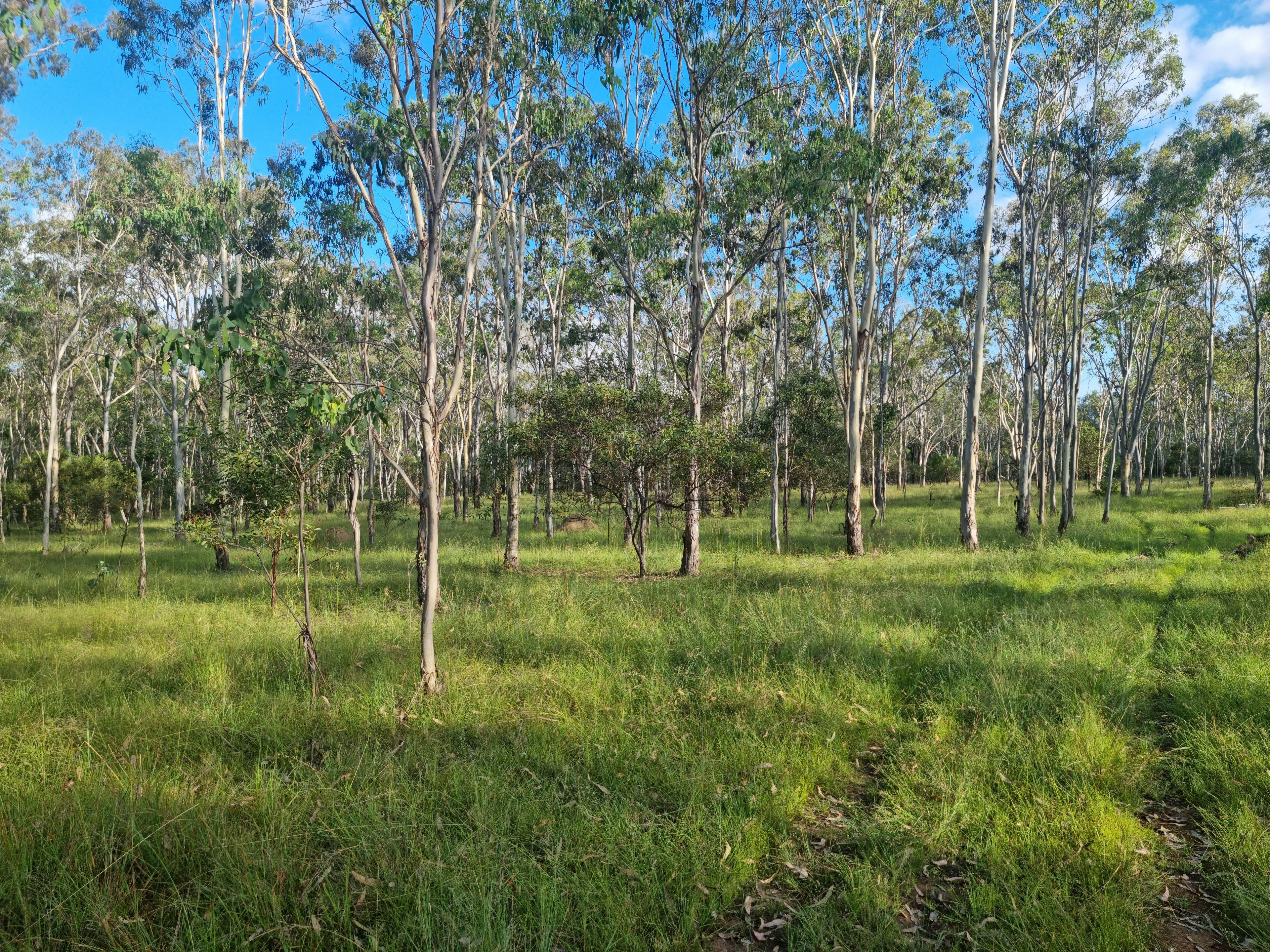 "Another Great Sale by Ian Newson Ray White Mundubbera" 264