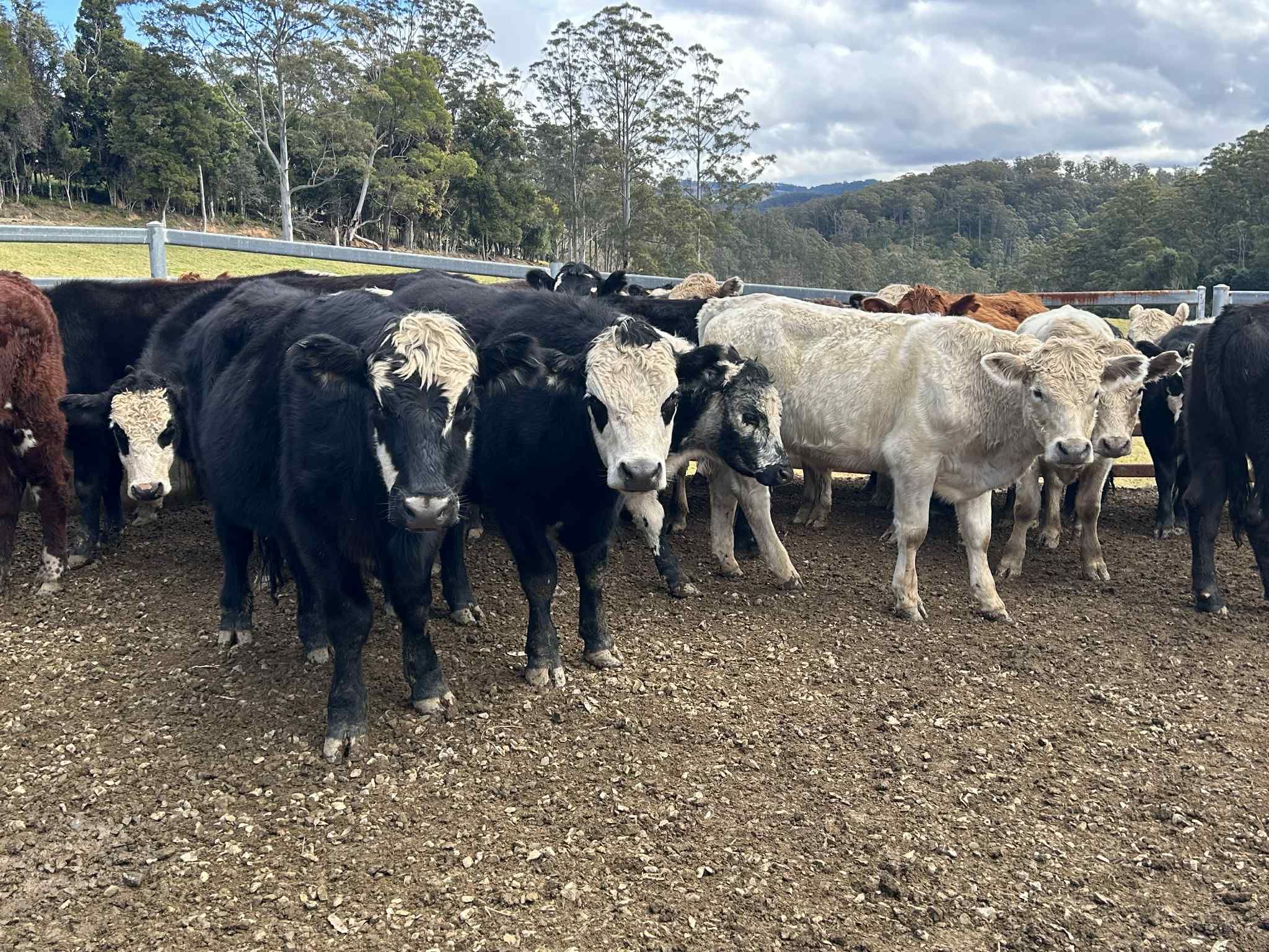 A & S Green, Deer Vale, NSW 2453