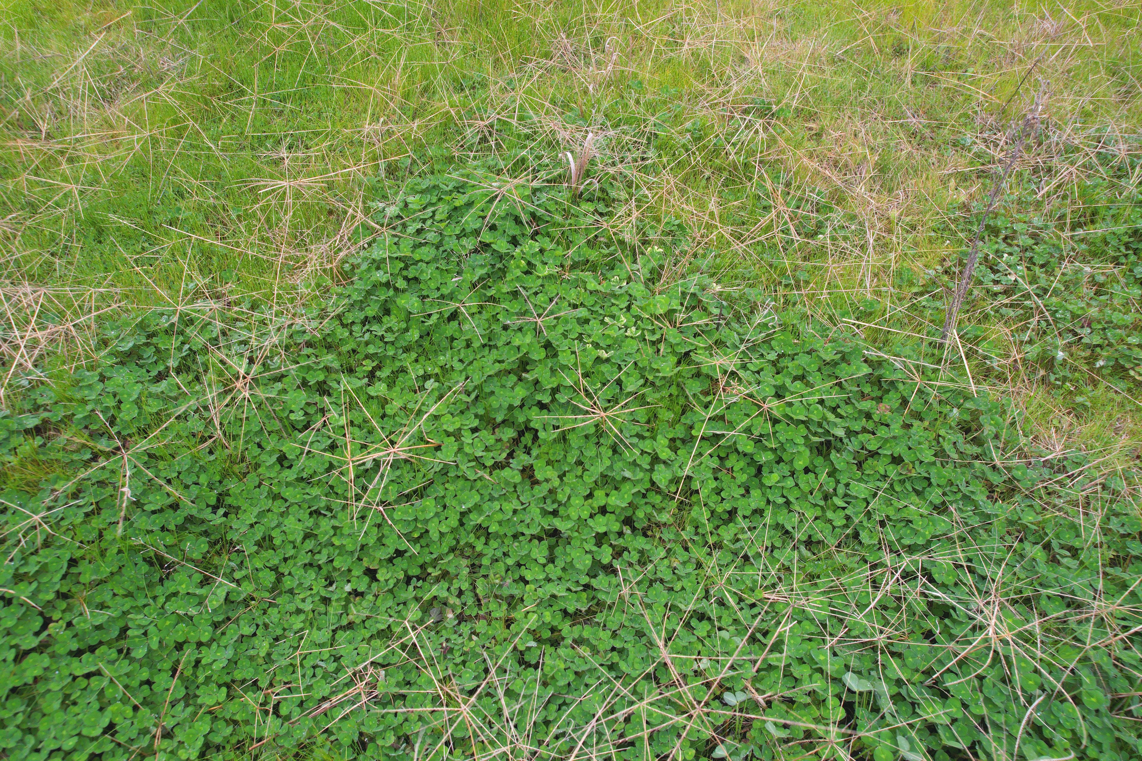 'Weona' 307 Taylors Lane, Barmedman, NSW 2668