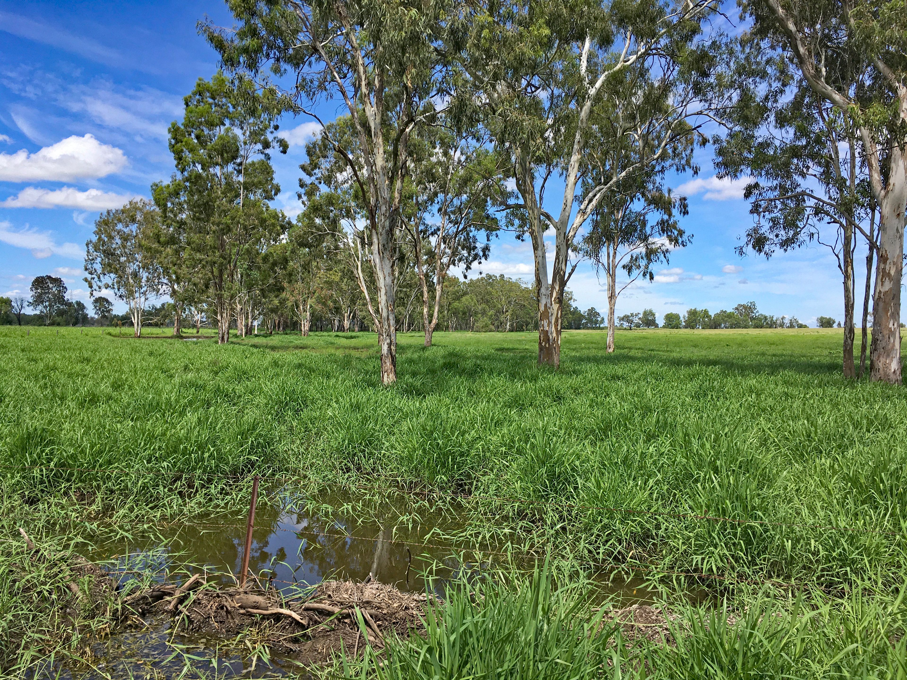 225 Biloela Callide Road, Mount Murchison, QLD 4715 Sold Rural Mixed