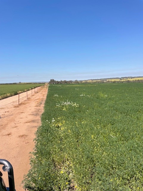 Chesters Kalguddering East Road, Wongan Hills, WA 6603