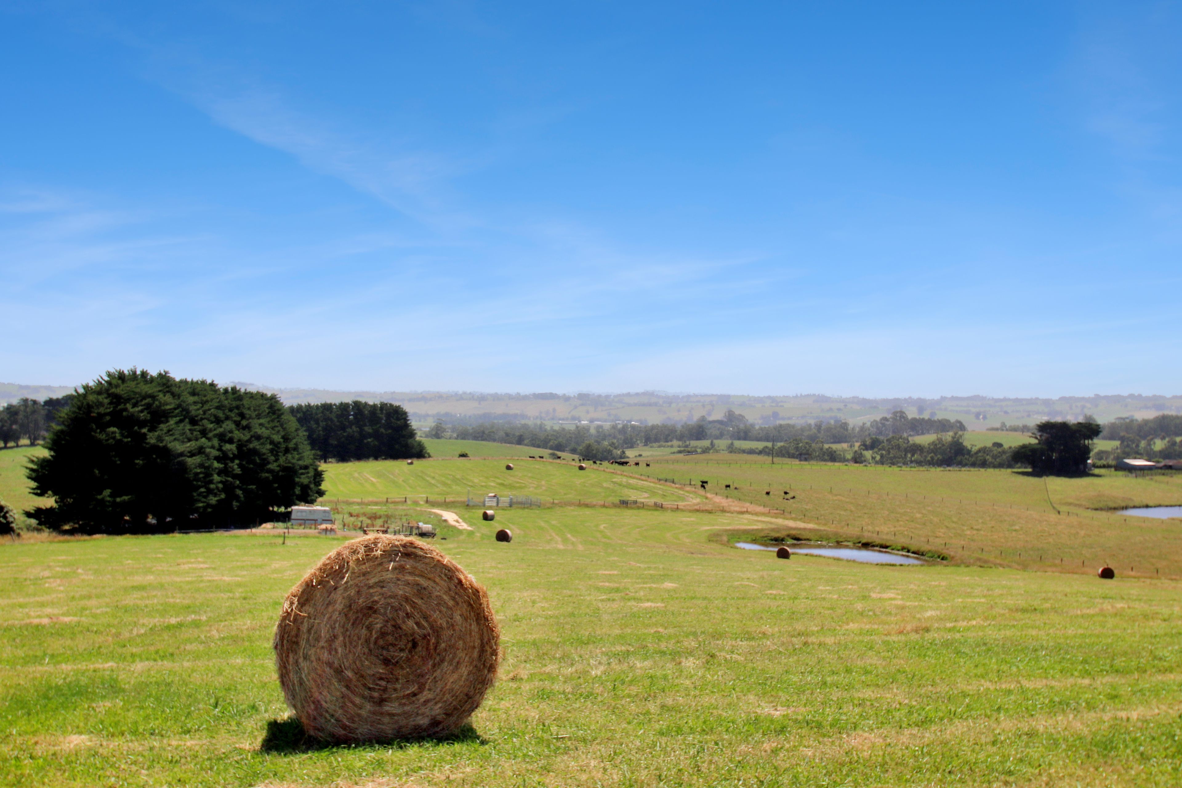 499 Dollar Road, Dumbalk, VIC 3956