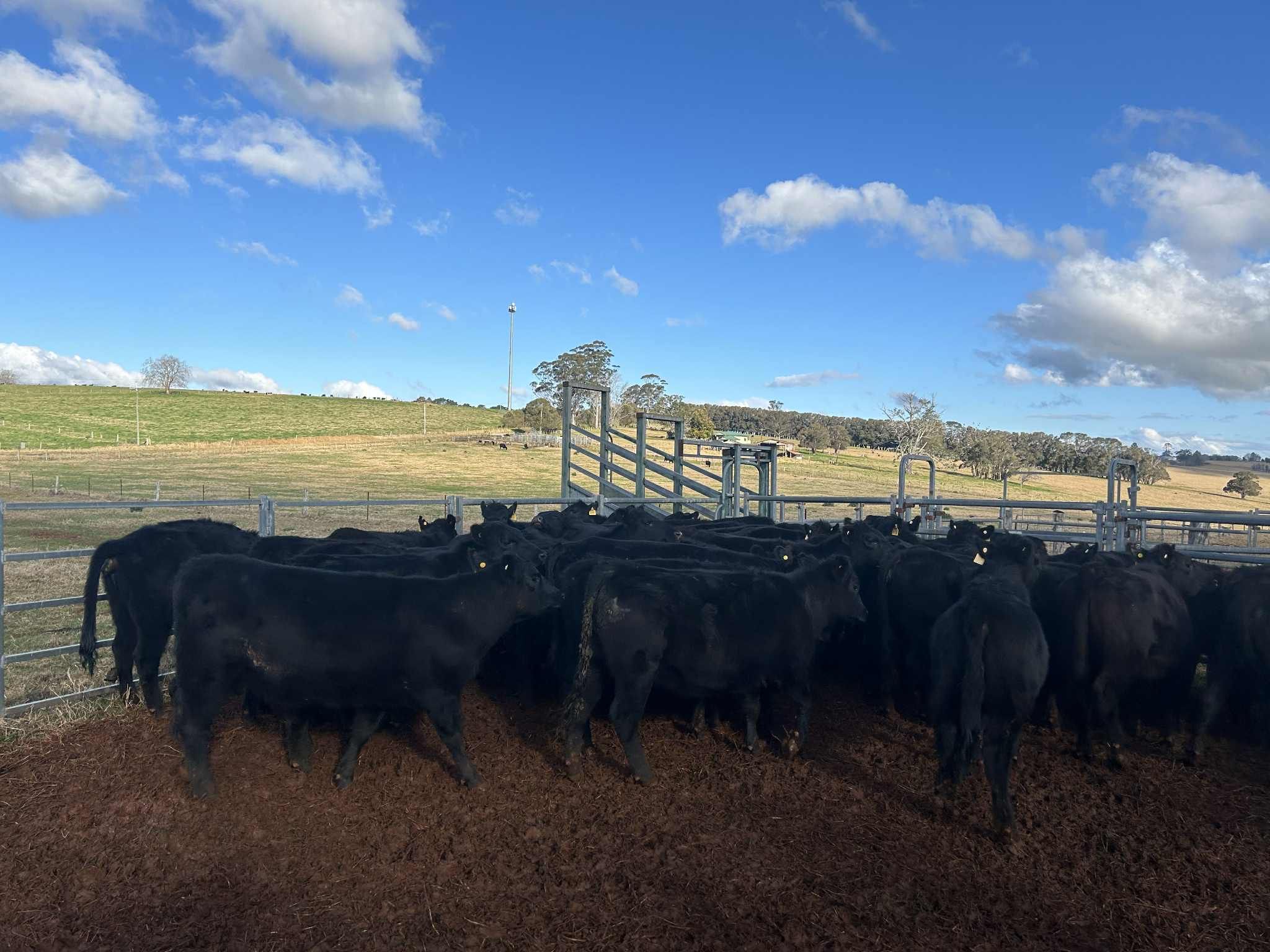 Terence O'Brien, North Dorrigo, NSW 2453