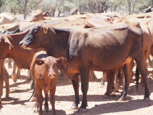 ISISFORD, QLD 4731