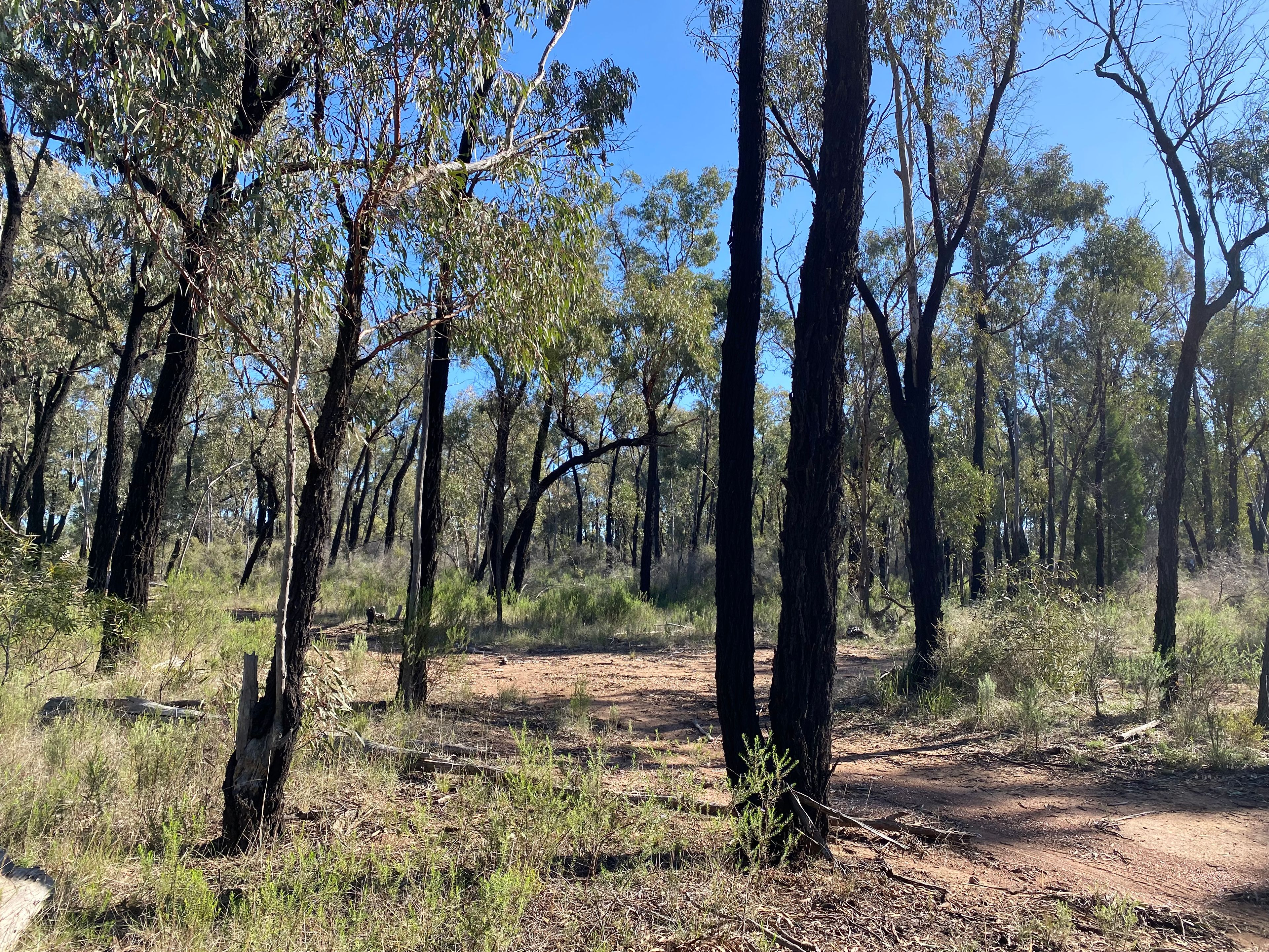 Lot 15 DP752086 Carlisle Road, Fifield, NSW 2875 Sold Rural Lifestyle