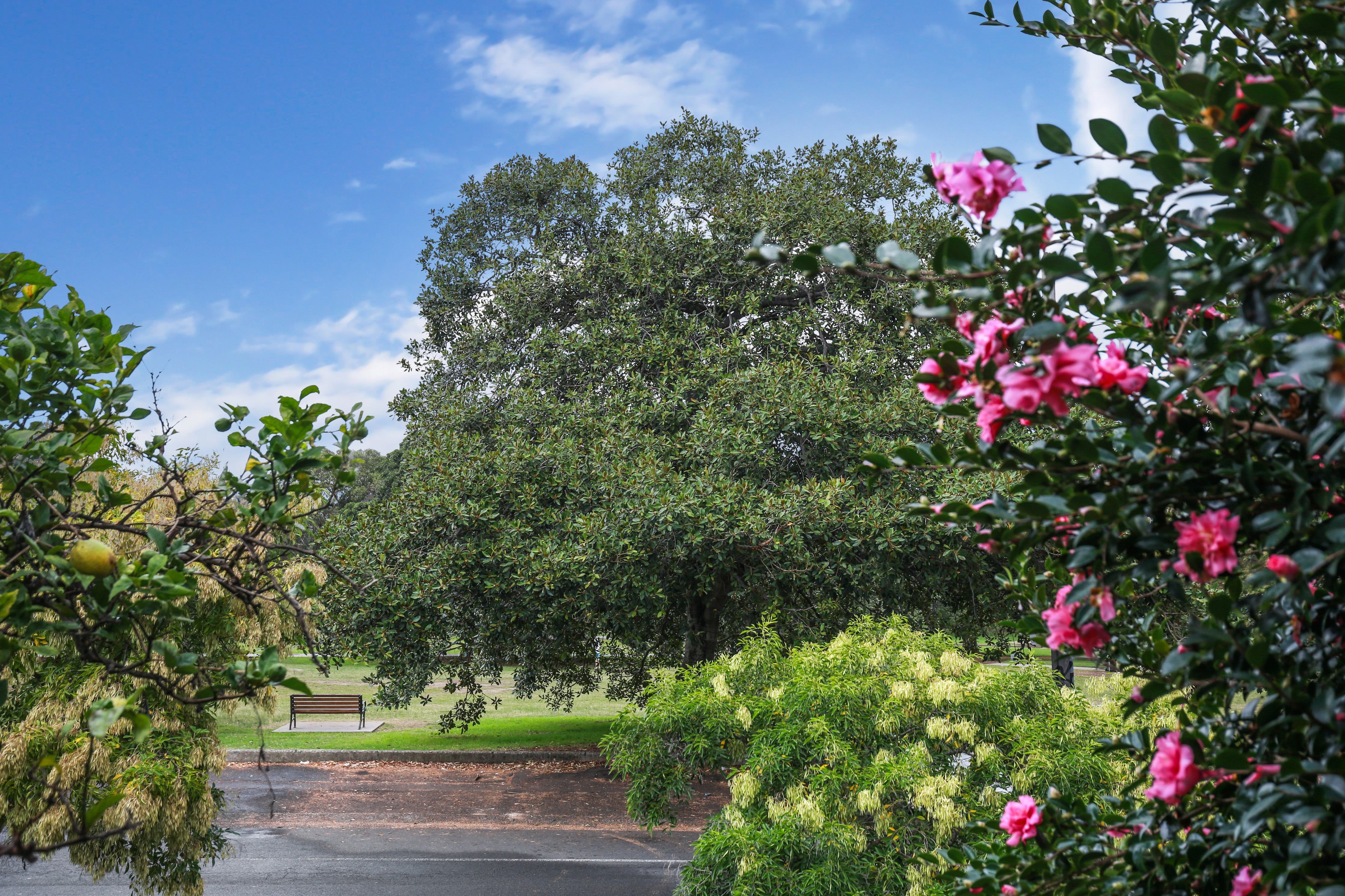 51 Llewellyn Street, Marrickville, NSW 2204