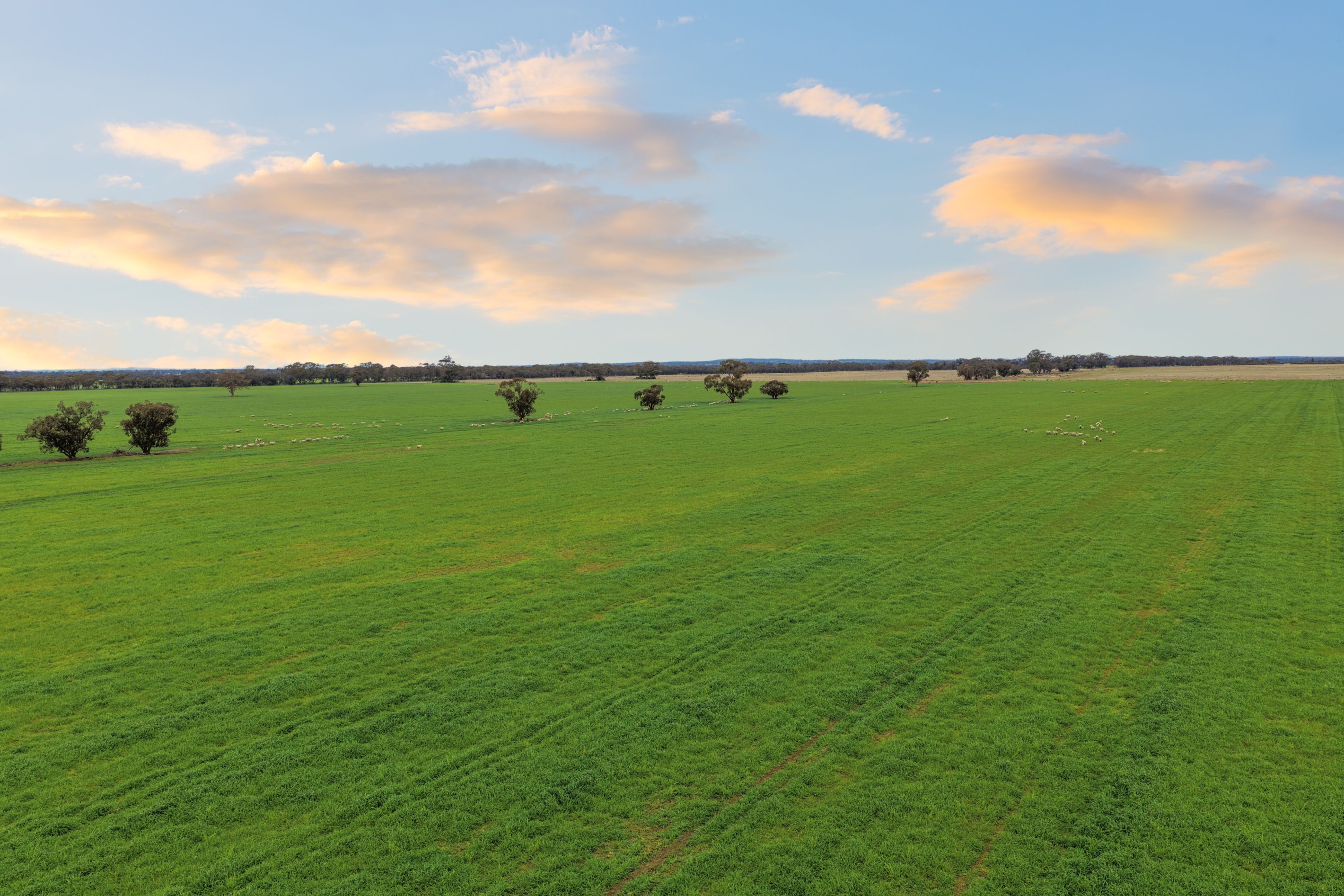 679 Bellarwi Road, West Wyalong, NSW 2671