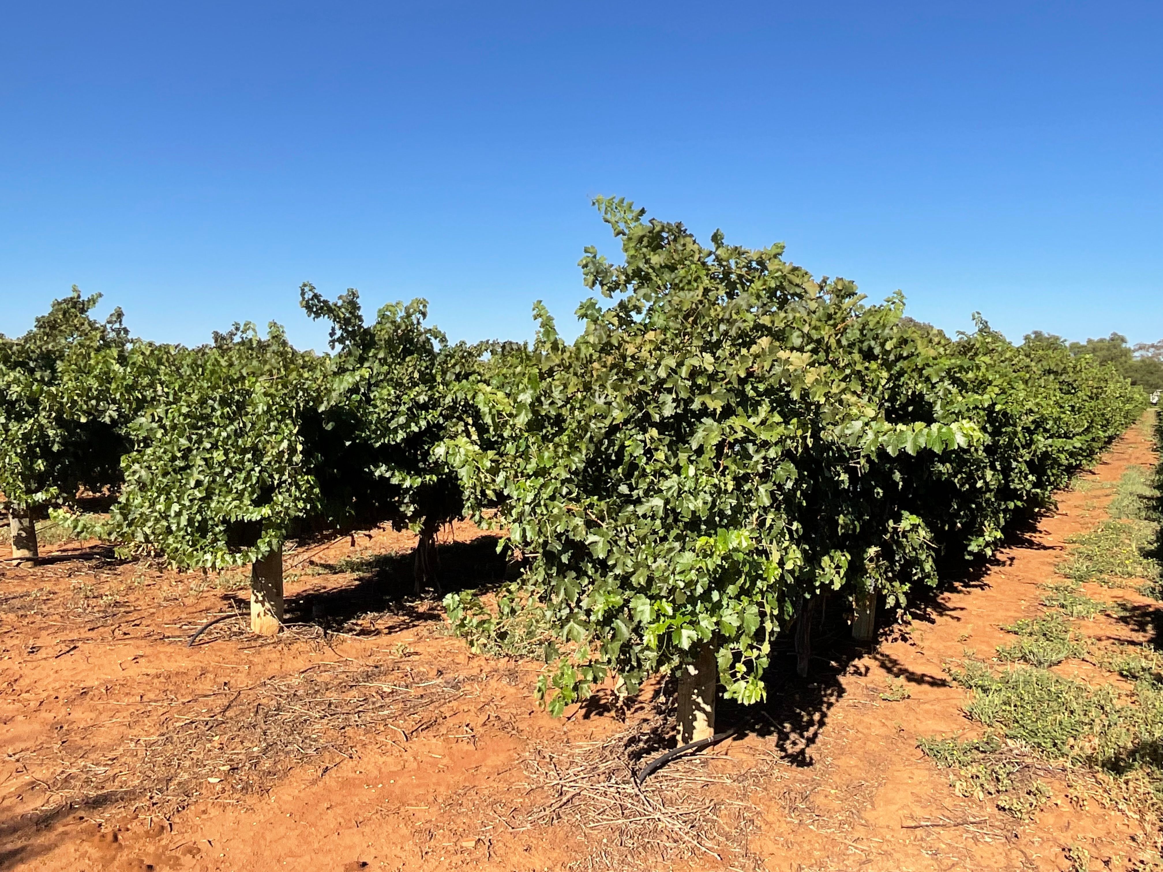 Farm 14 Sainty Road, Hanwood, NSW 2680 Rural Horticulture Property