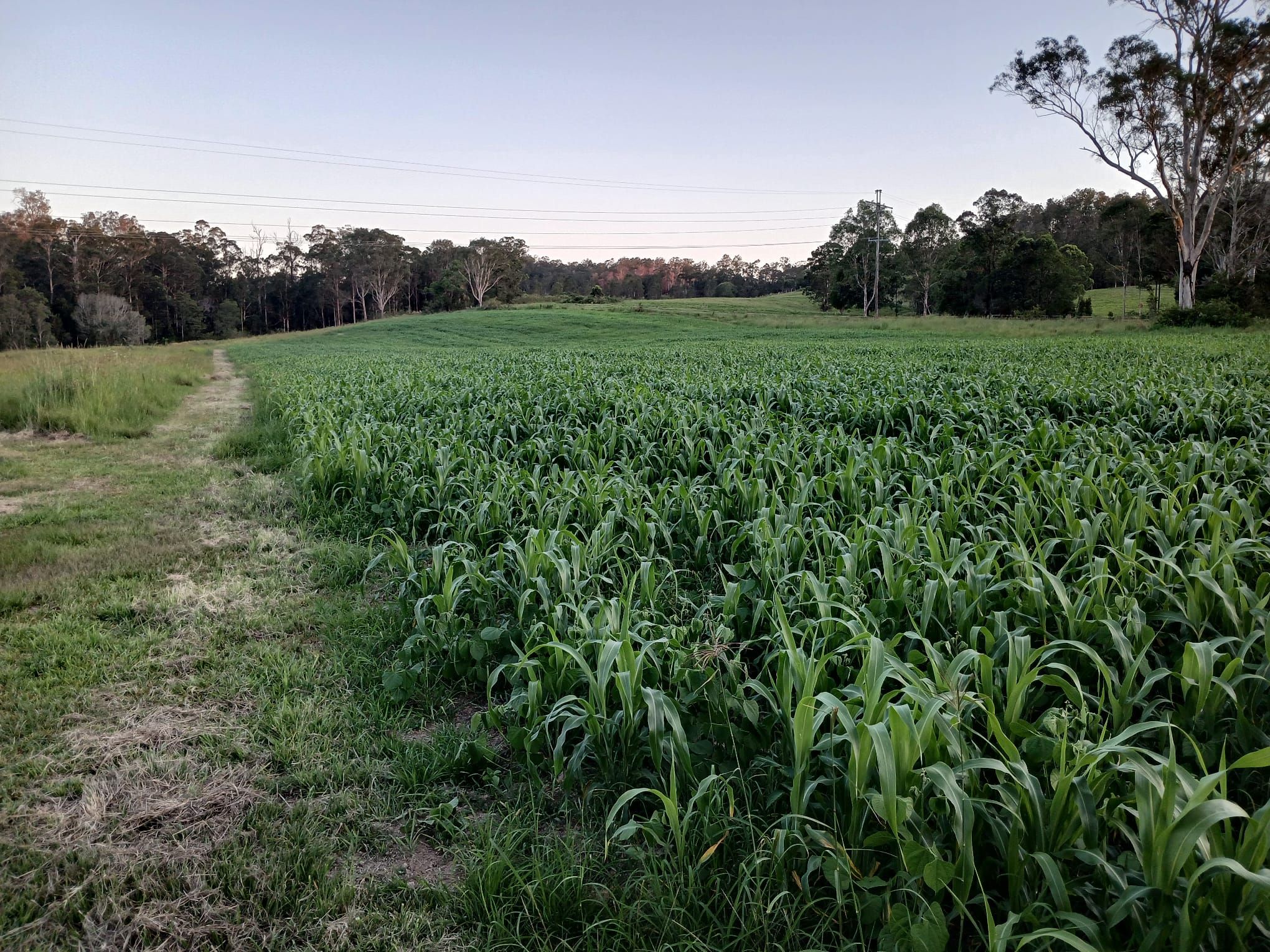'The Mary Valley Farm' - A Rare Hinterland Legacy — photo 26 of 30