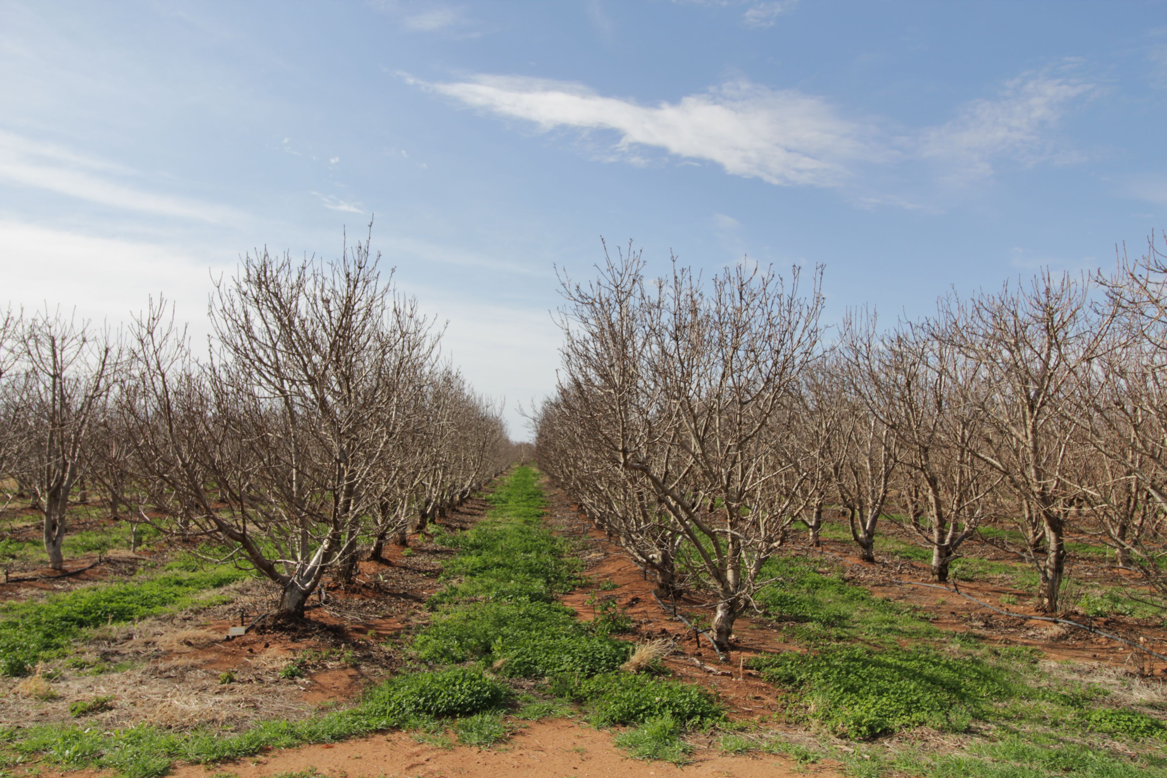 Lot 58/45 Dunstone Road, Barmera, SA 5345